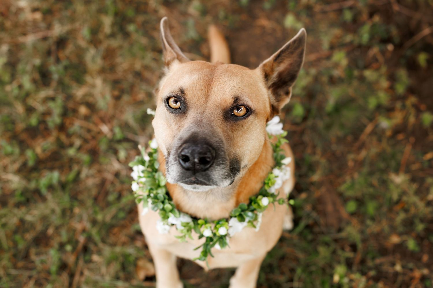 Tan dog wearing floral collar decoration against natural background.