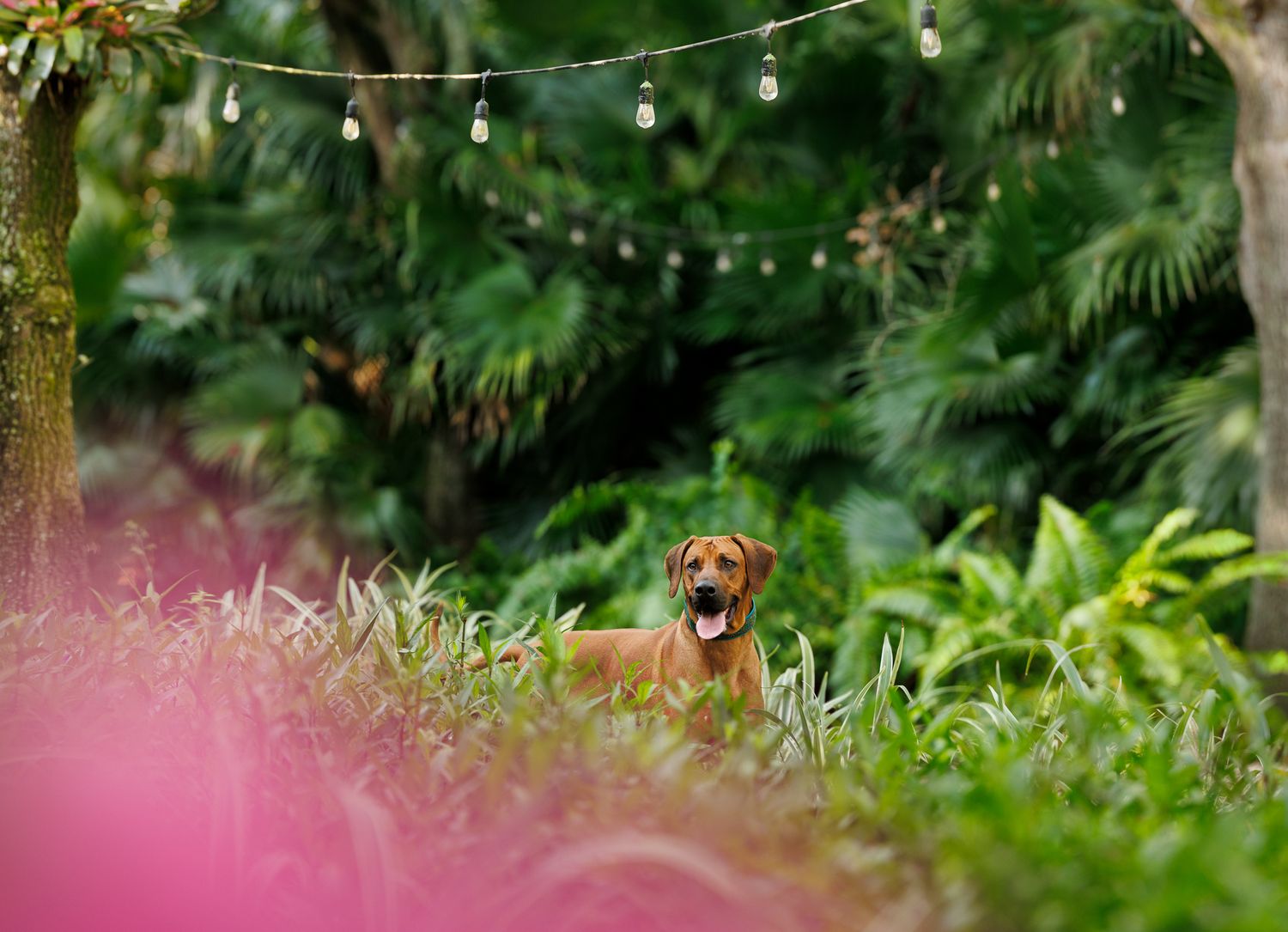 A happy brown dog sits among lush tropical greenery under decorative string lights in a garden.