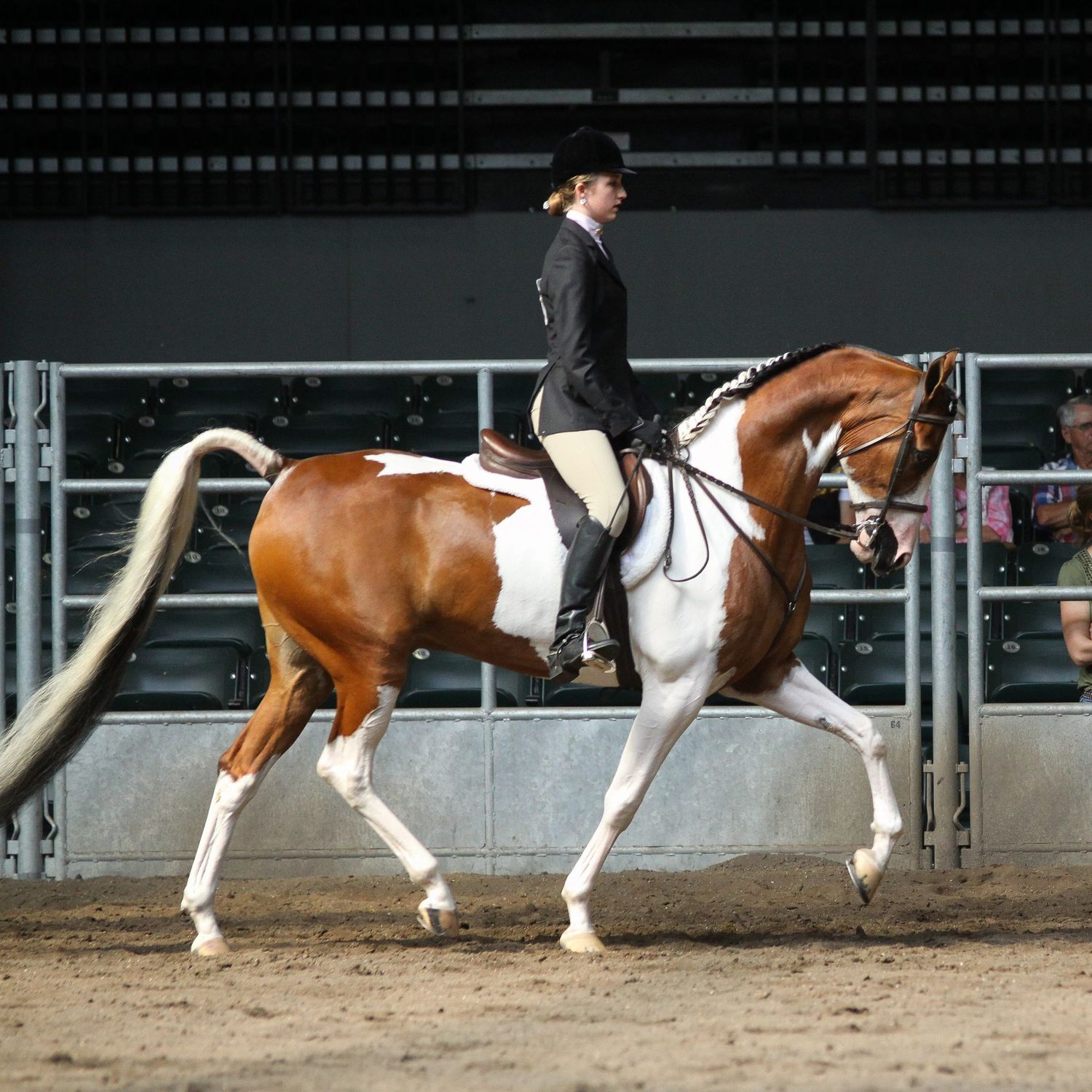 Pinto half arabian horse trotting while being ridden in formal equestrian attire.