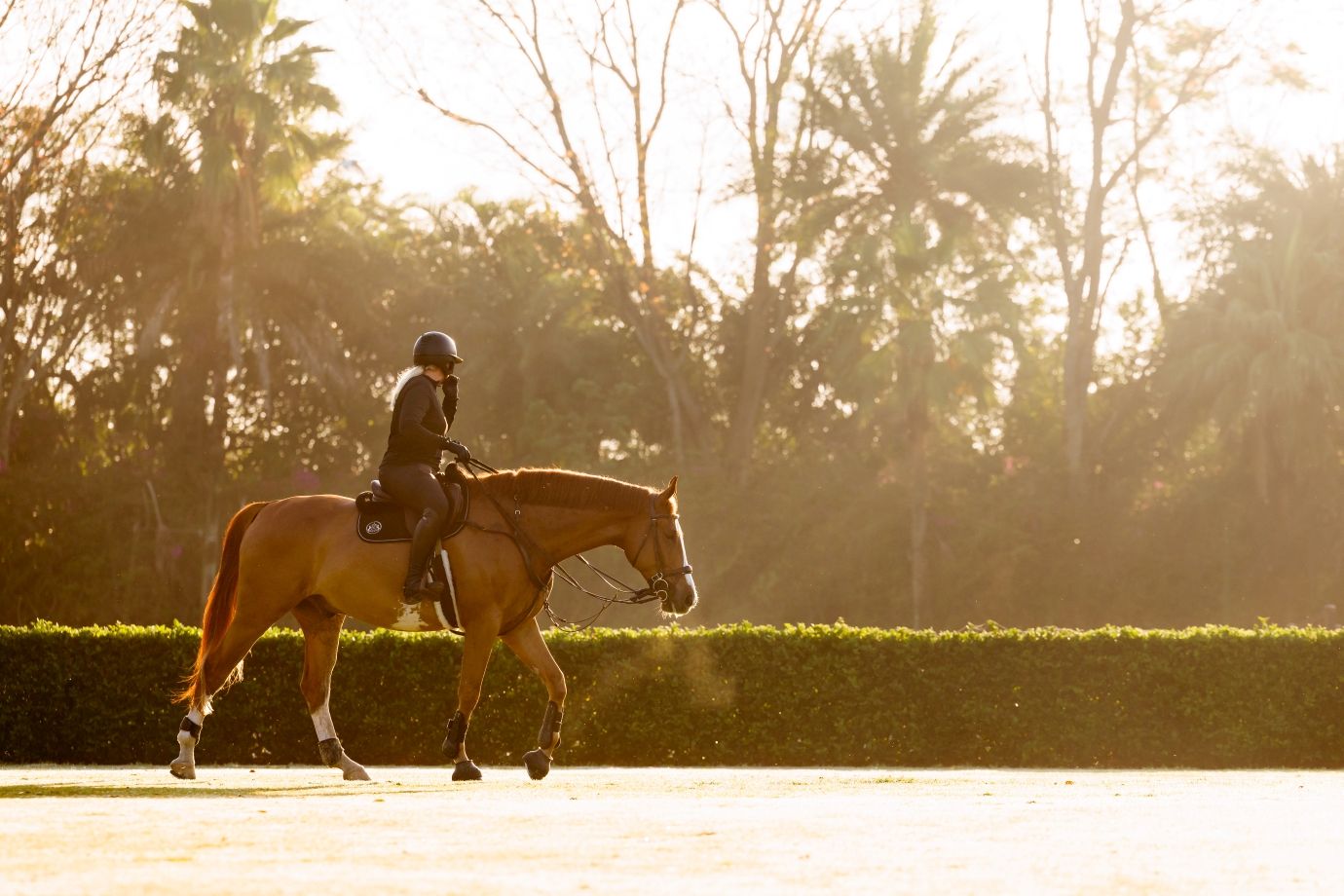 A rider on a chestnut horse walks through a sunlit arena surrounded by palm trees and lush green hedges.
