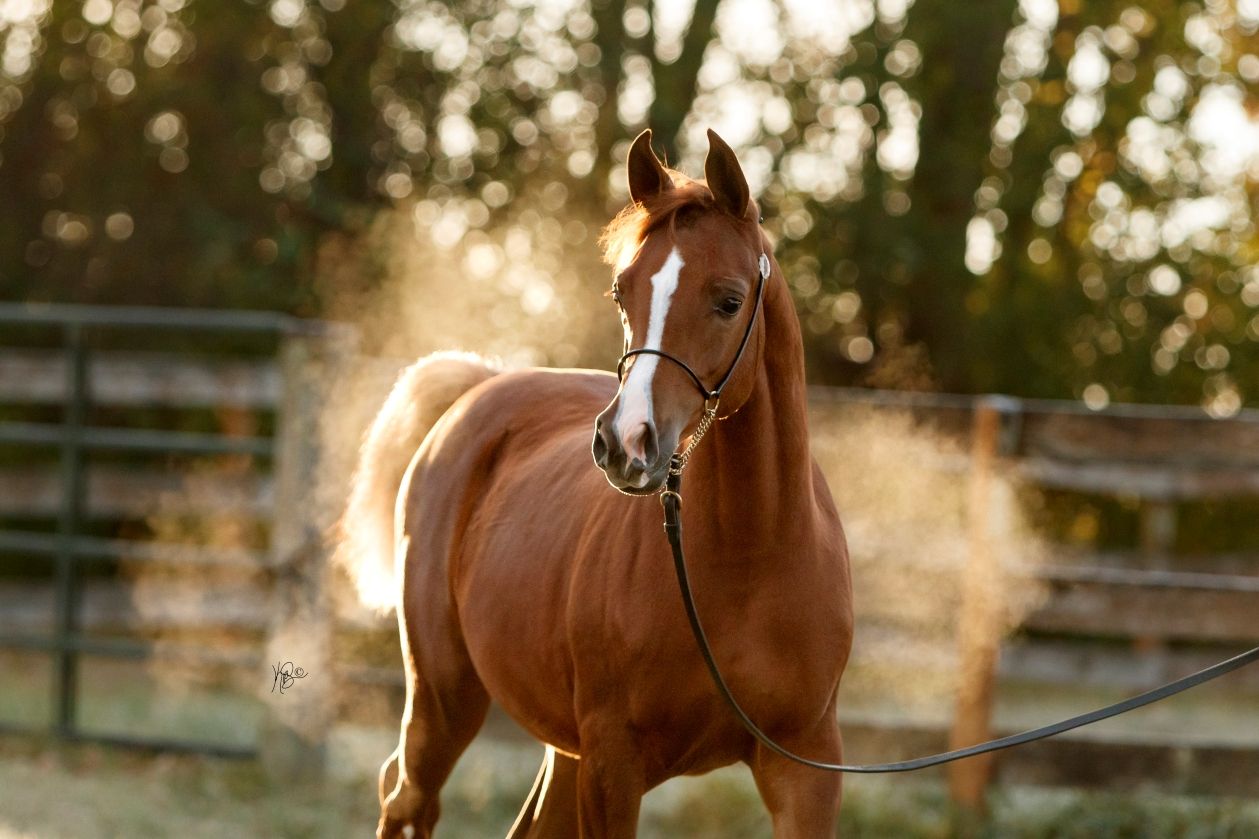 Beautiful chestnut filly surrounded by mist from the breath on a chilly Minnesota morning