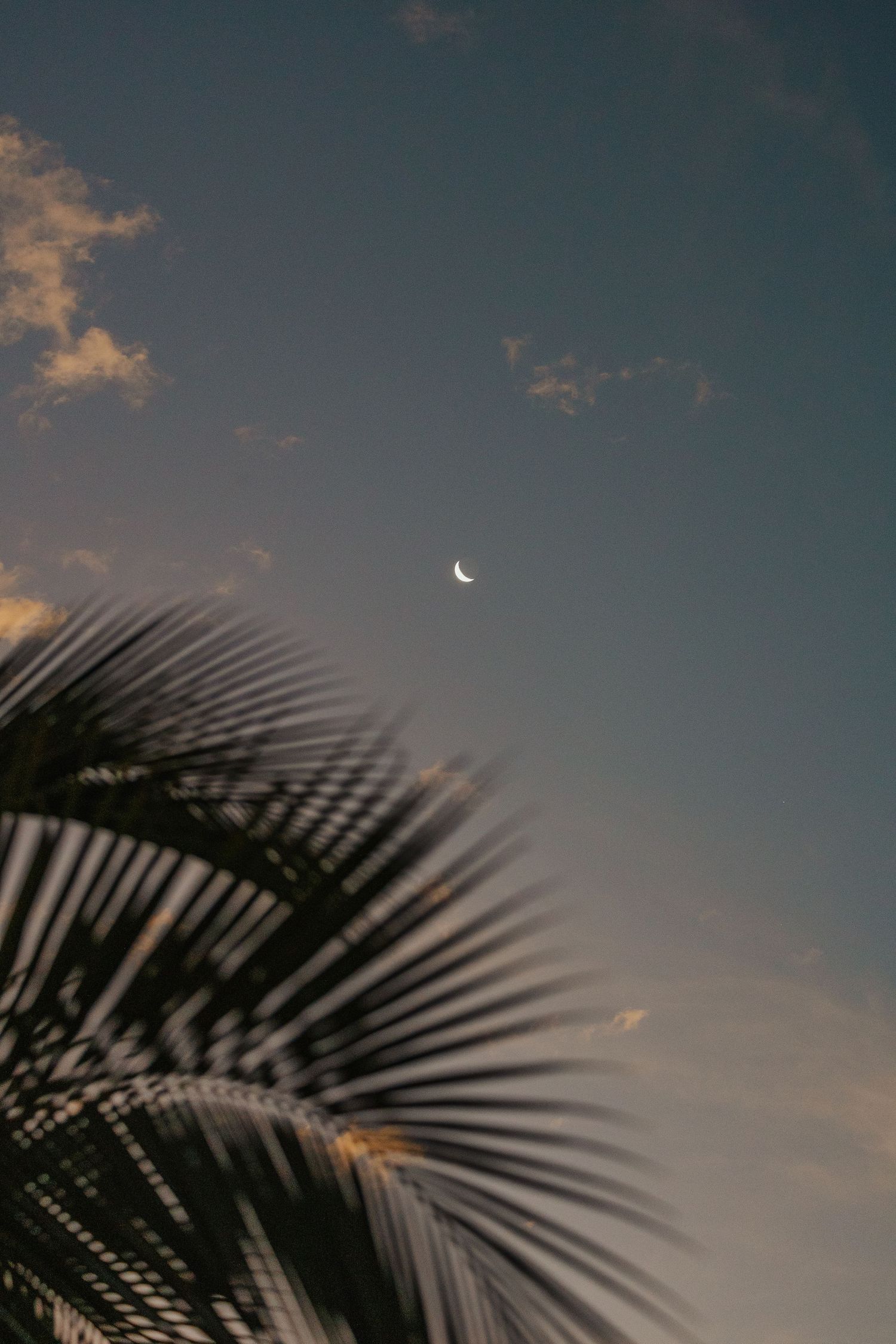 Crescent moon in a twilight sky with soft clouds and blurred palm fronds in the foreground.