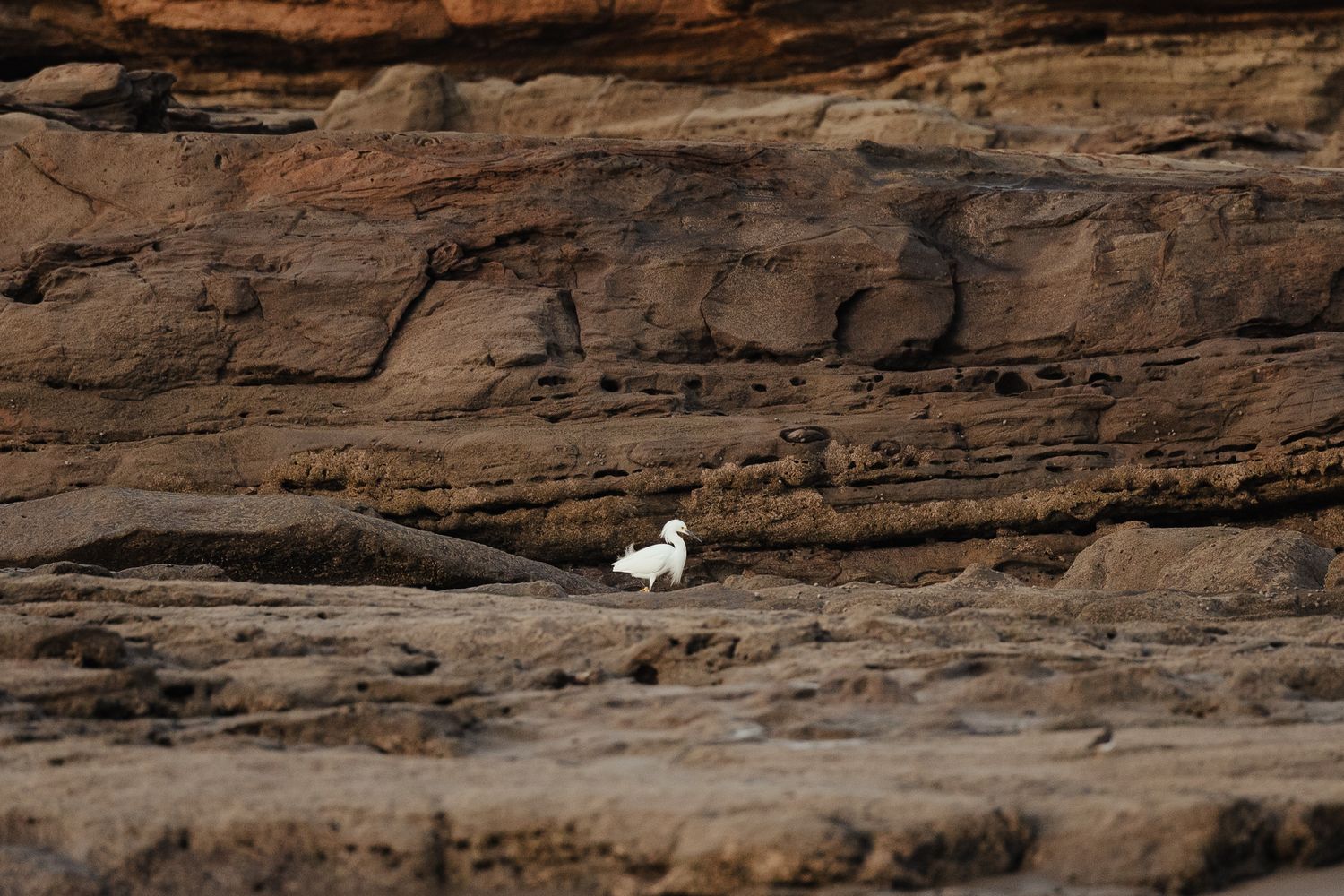 A lone white bird stands on rugged red rock formations along a coastal shoreline in natural daylight.