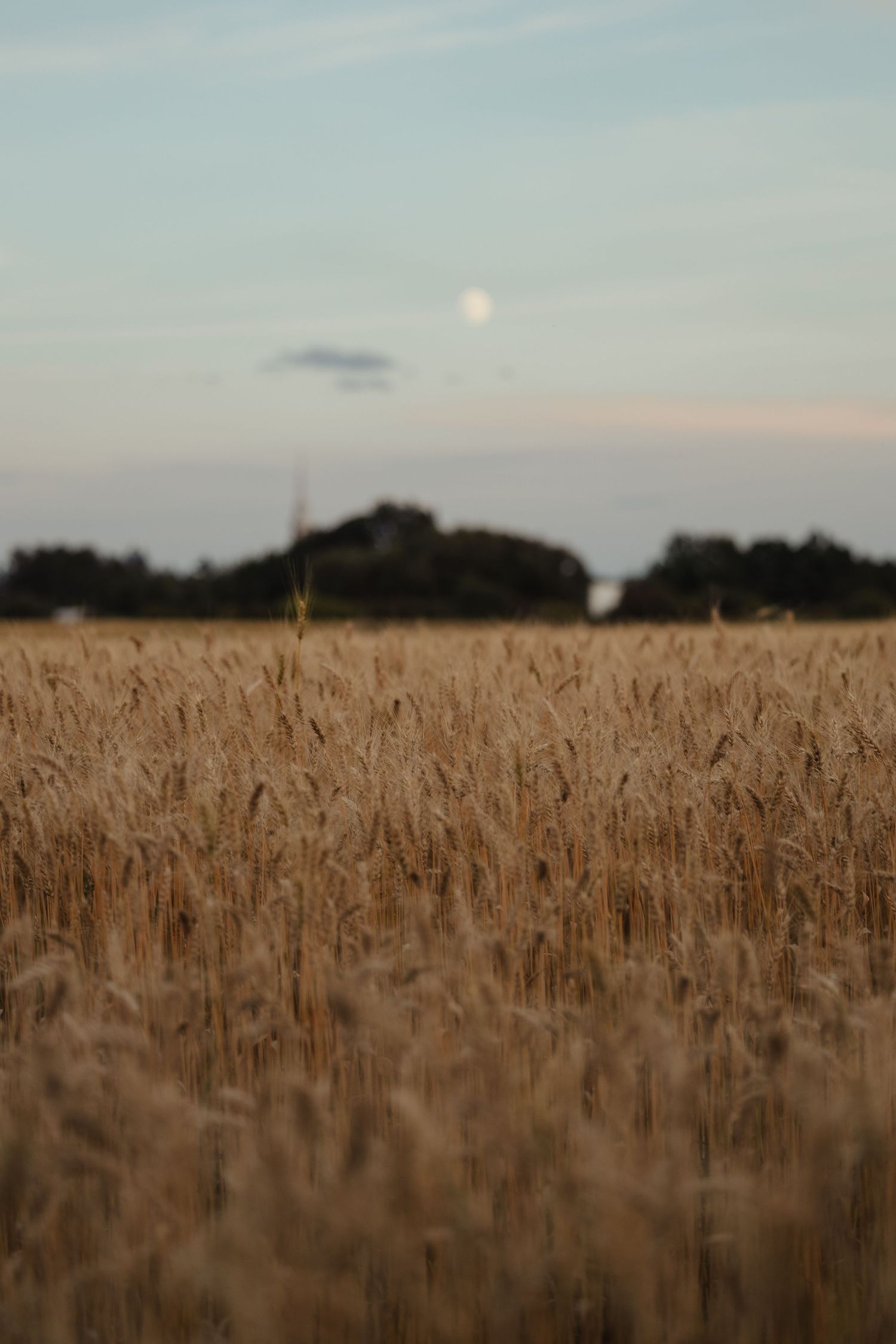 Golden wheat field at dusk with a full moon rising above silhouetted trees against a soft blue sky.