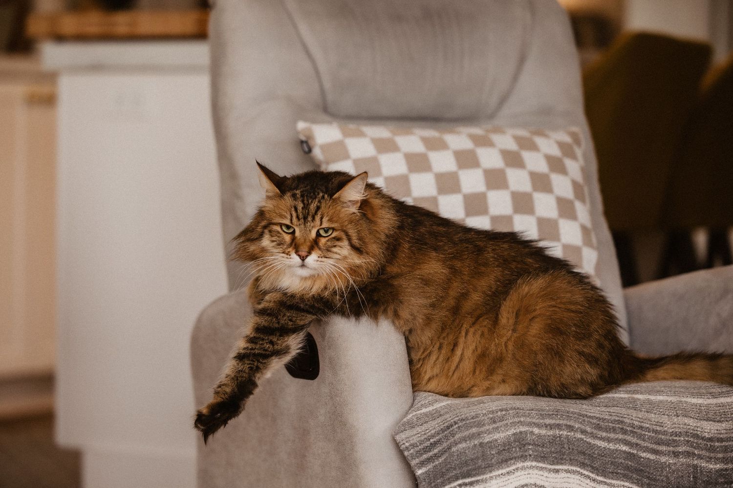 Fluffy tabby cat resting on a gray armchair with a checkered pillow in a cozy living room.