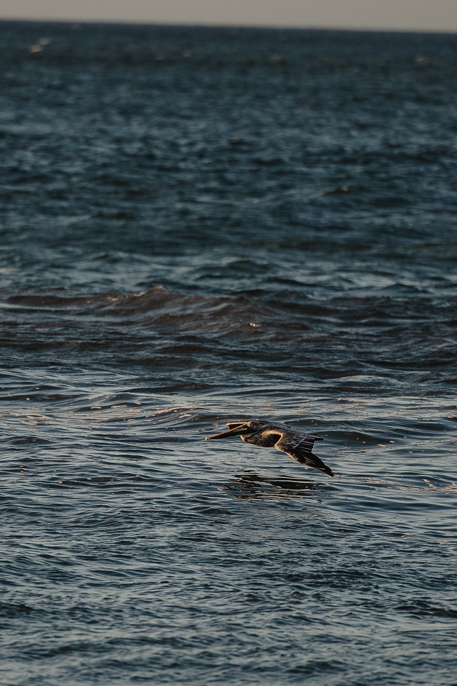 A brown pelican glides low over dark blue ocean waves in this stunning wildlife photography shot.