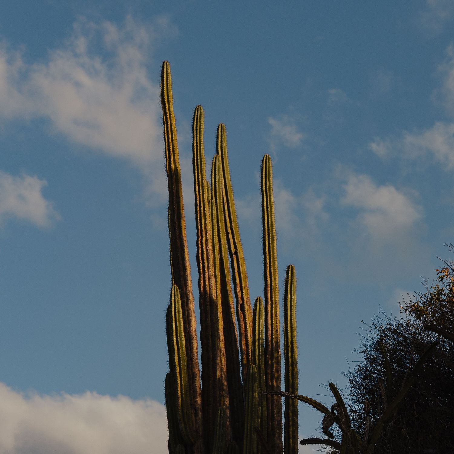 Tall organ pipe cacti reaching toward a blue sky with scattered white clouds in a warm desert landscape.
