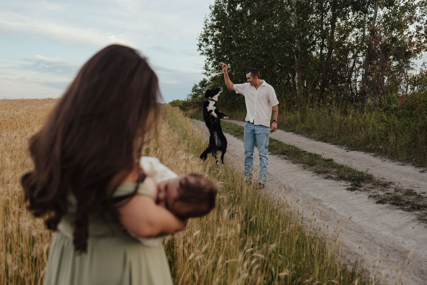 Family outdoor photo session in wheat field with mother holding newborn while father plays with black dog on dirt path.