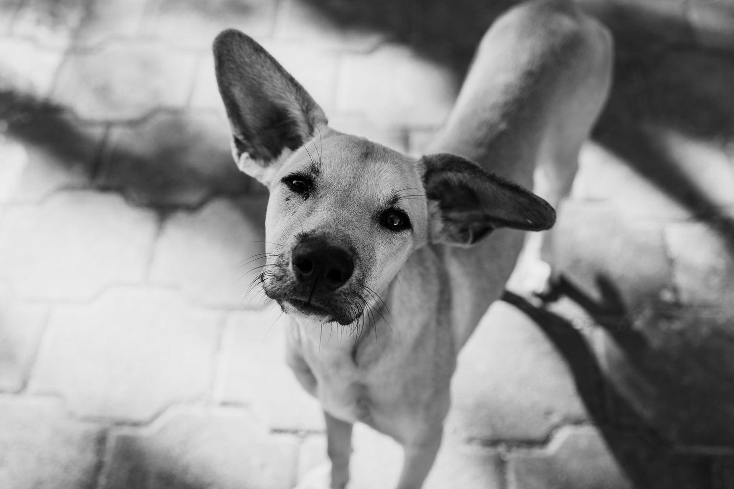 Black and white photo of a curious dog looking up at the camera on a cobblestone surface.