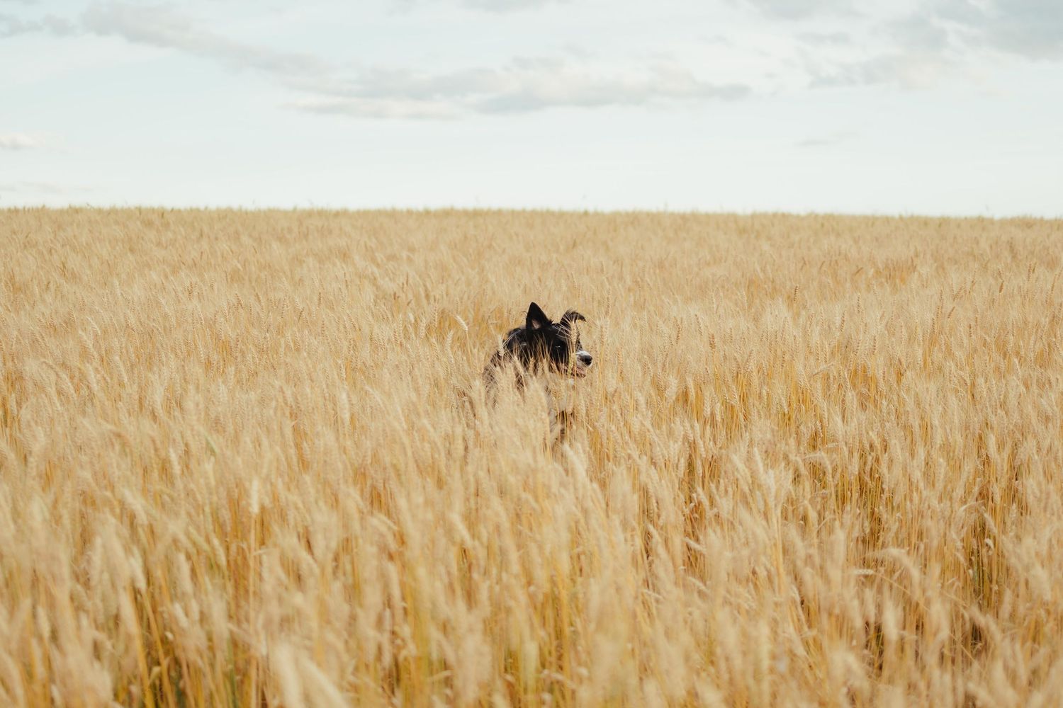 A dog peers above golden wheat field stalks under a cloudy sky in a vast rural landscape.