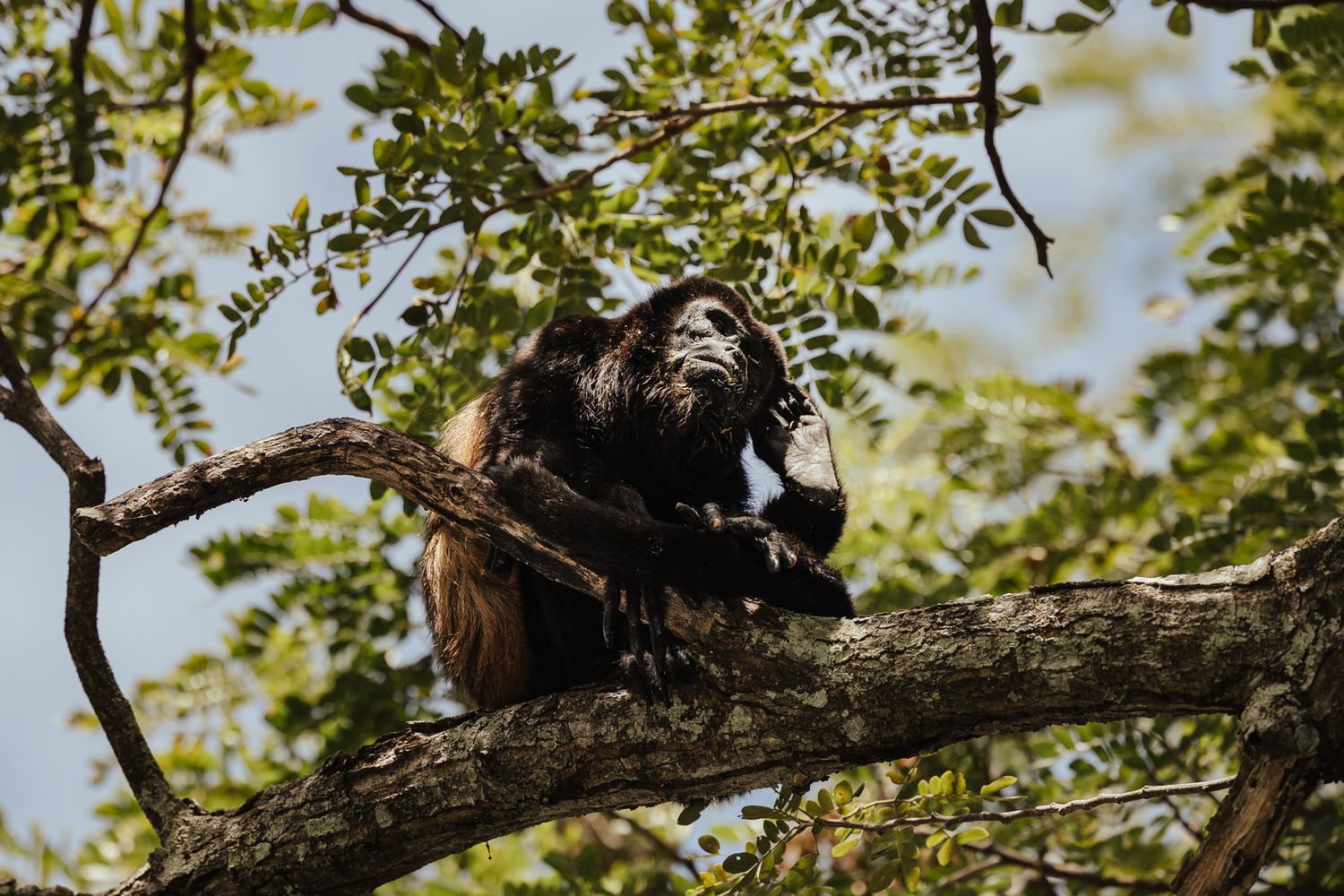 Wild howler monkey perched on a tree branch surrounded by lush green foliage.