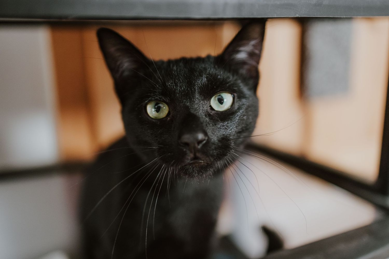 A striking black cat with bright green eyes peers curiously through metal chair legs indoors.