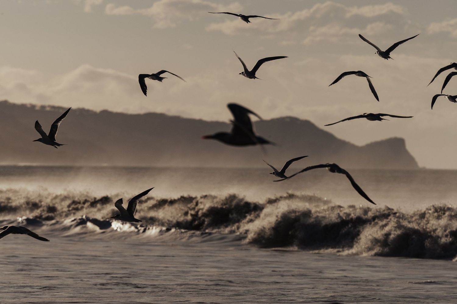 Flock of seagulls soaring over crashing ocean waves with misty mountains in the background at dusk.
