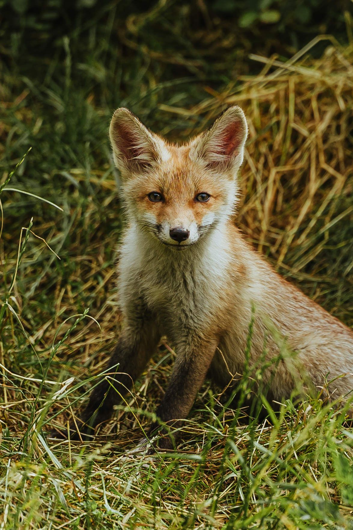 A young red fox kit sitting alert in green and golden grass, looking directly at the camera with bright eyes.