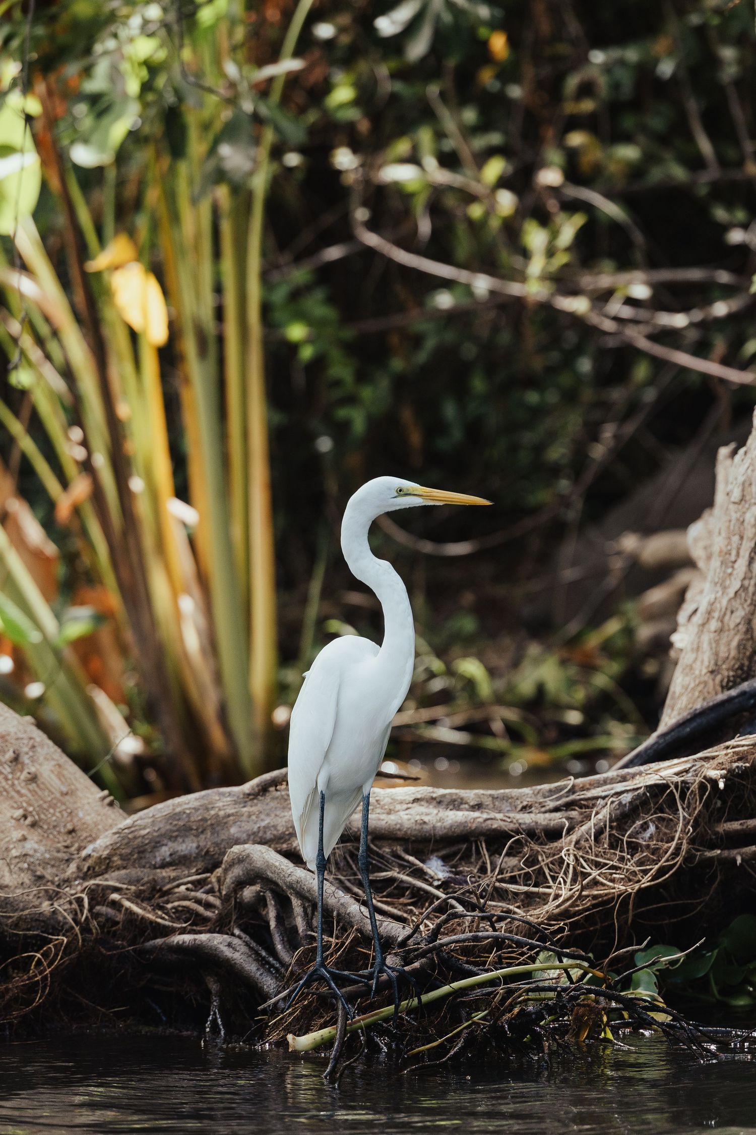 A great white egret stands gracefully on tangled roots by water, surrounded by lush tropical greenery.