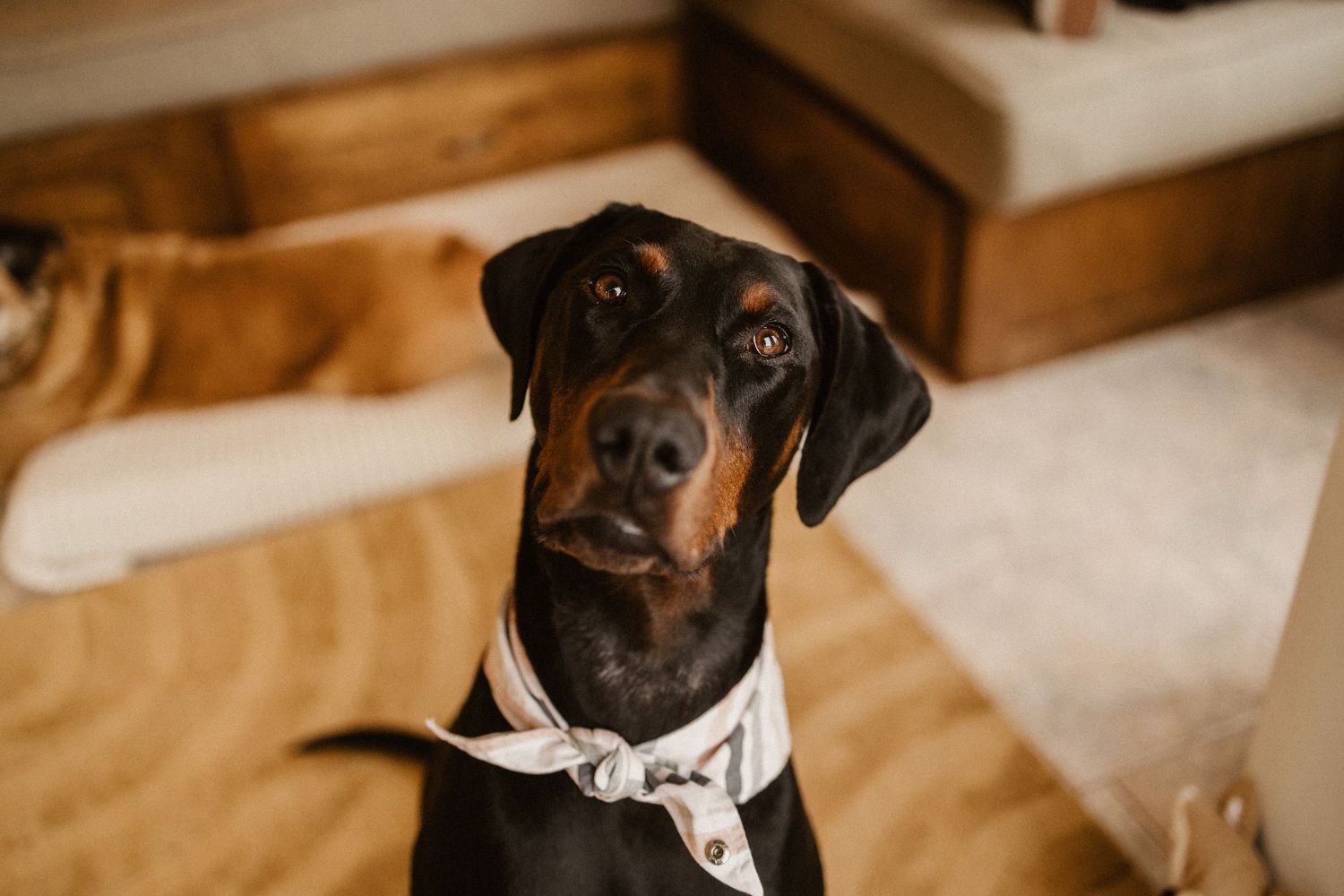 A well-dressed Doberman Pinscher wearing a bow tie sits attentively indoors on a tan rug.