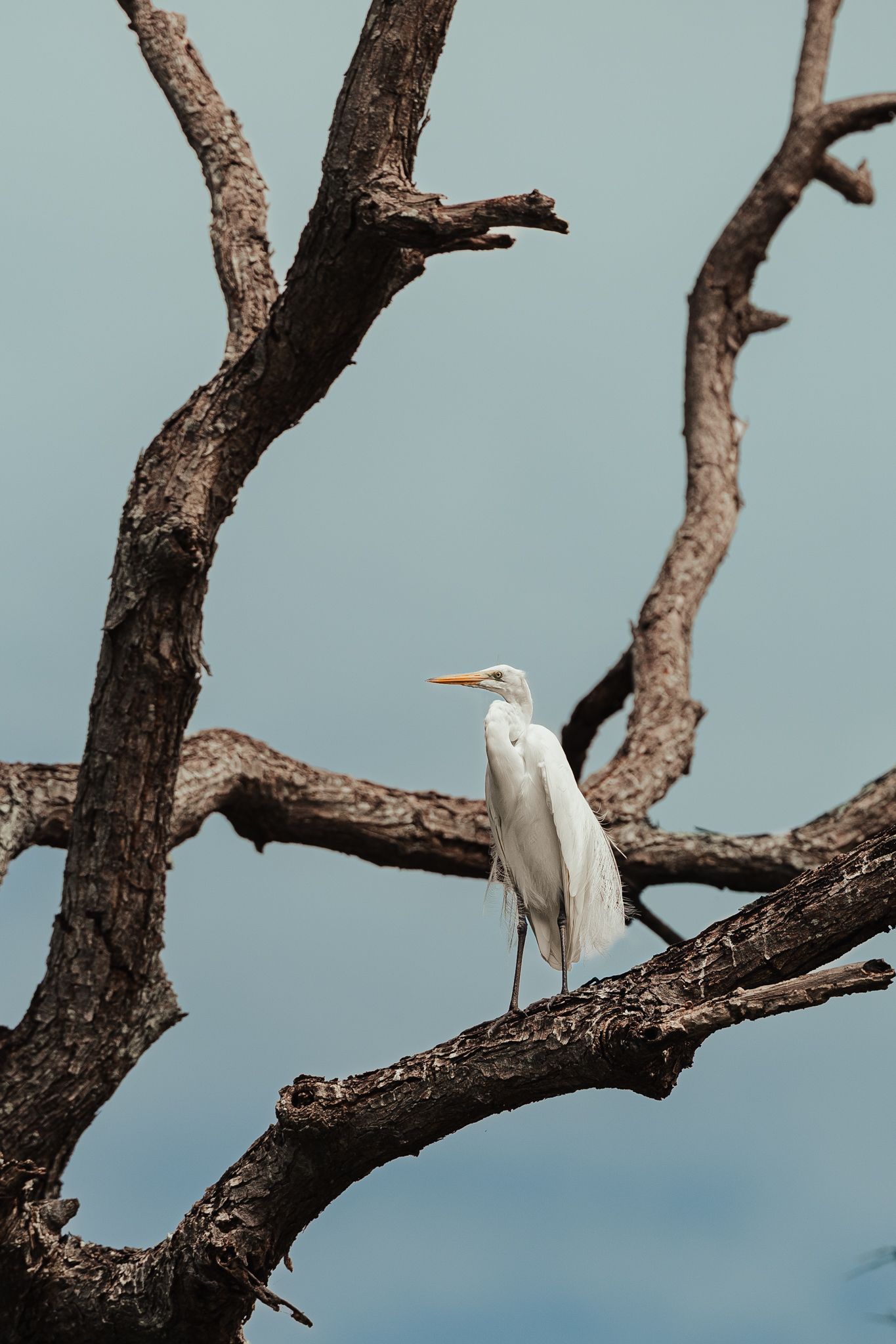 A great white egret perched on a bare dead tree branch against a pale blue sky.