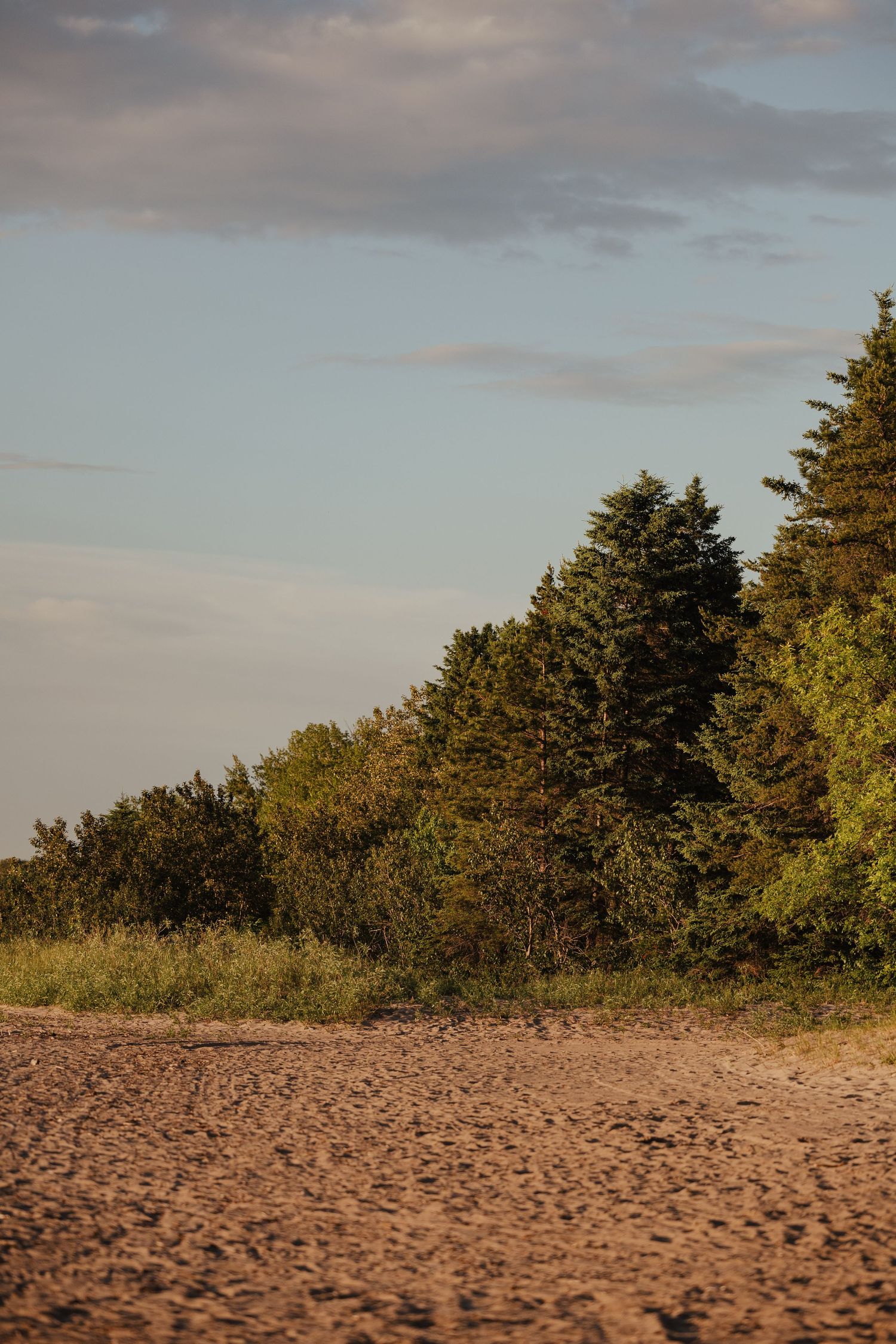 Sandy beach shoreline bordered by lush green evergreen and deciduous trees under a soft cloudy sky at golden hour.