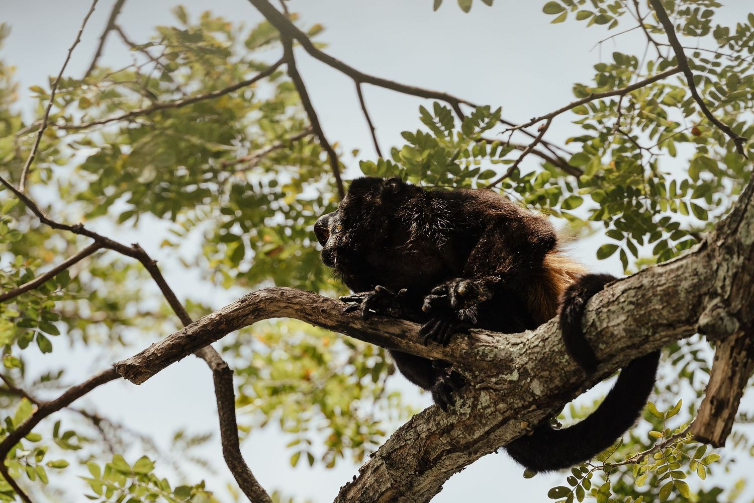 A dark howler monkey rests on a tree branch surrounded by green leaves in a natural forest setting.