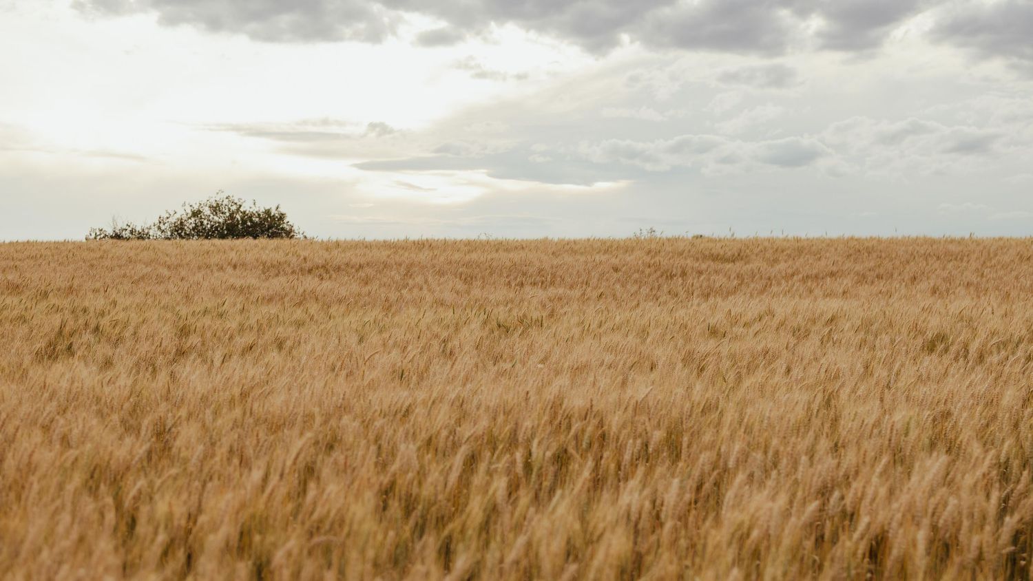 Golden wheat field stretching to the horizon under a cloudy sky with a lone tree cluster in the distance.