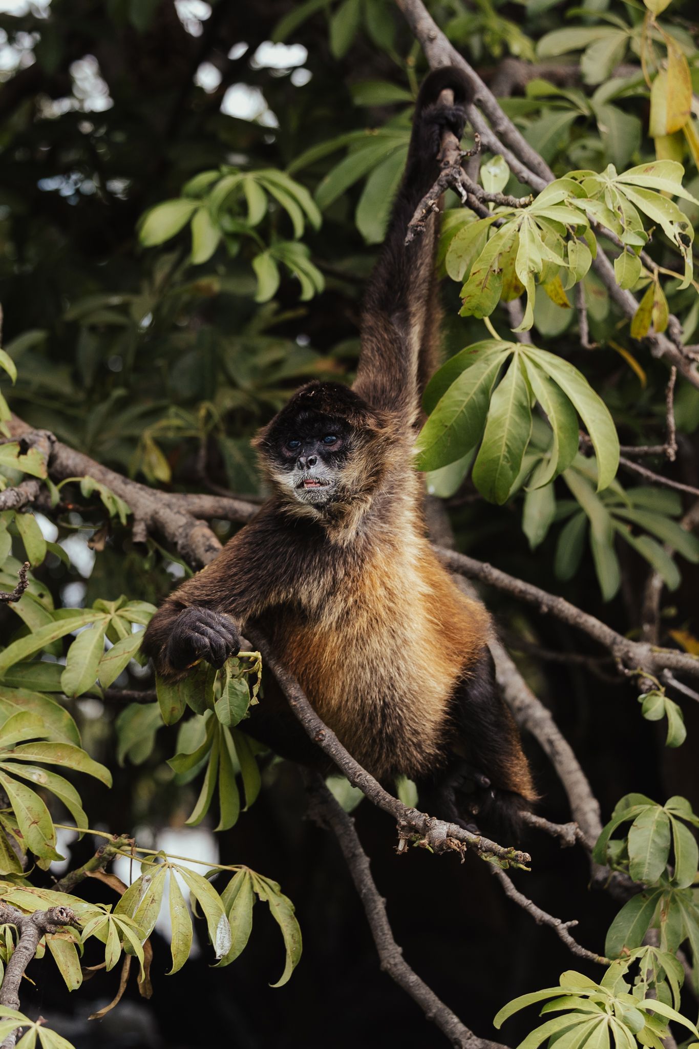 A brown capuchin monkey perched on tree branches surrounded by green tropical foliage.