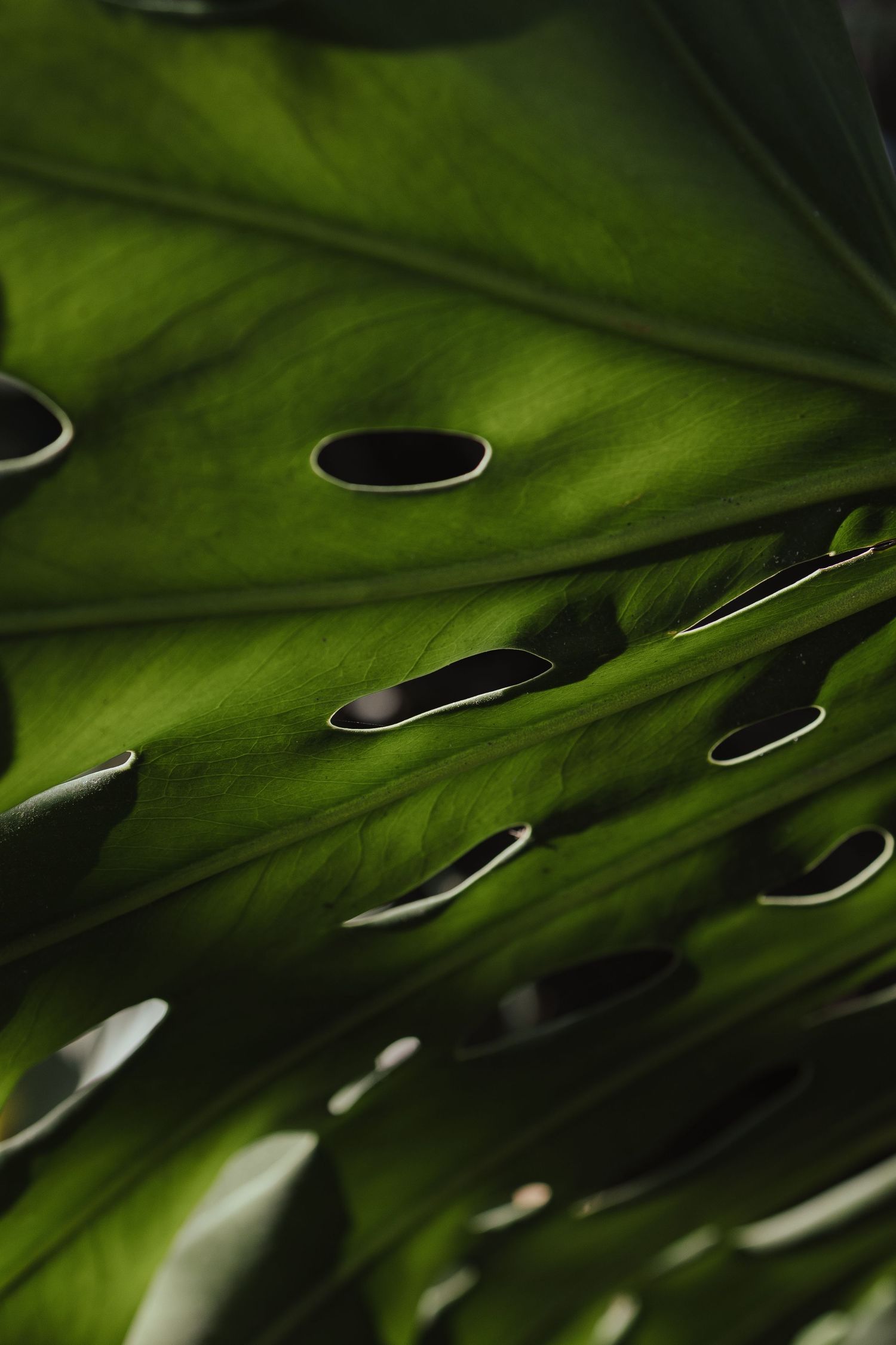 Close-up of vibrant green Monstera leaf with natural oval holes and deep veins in dramatic lighting.