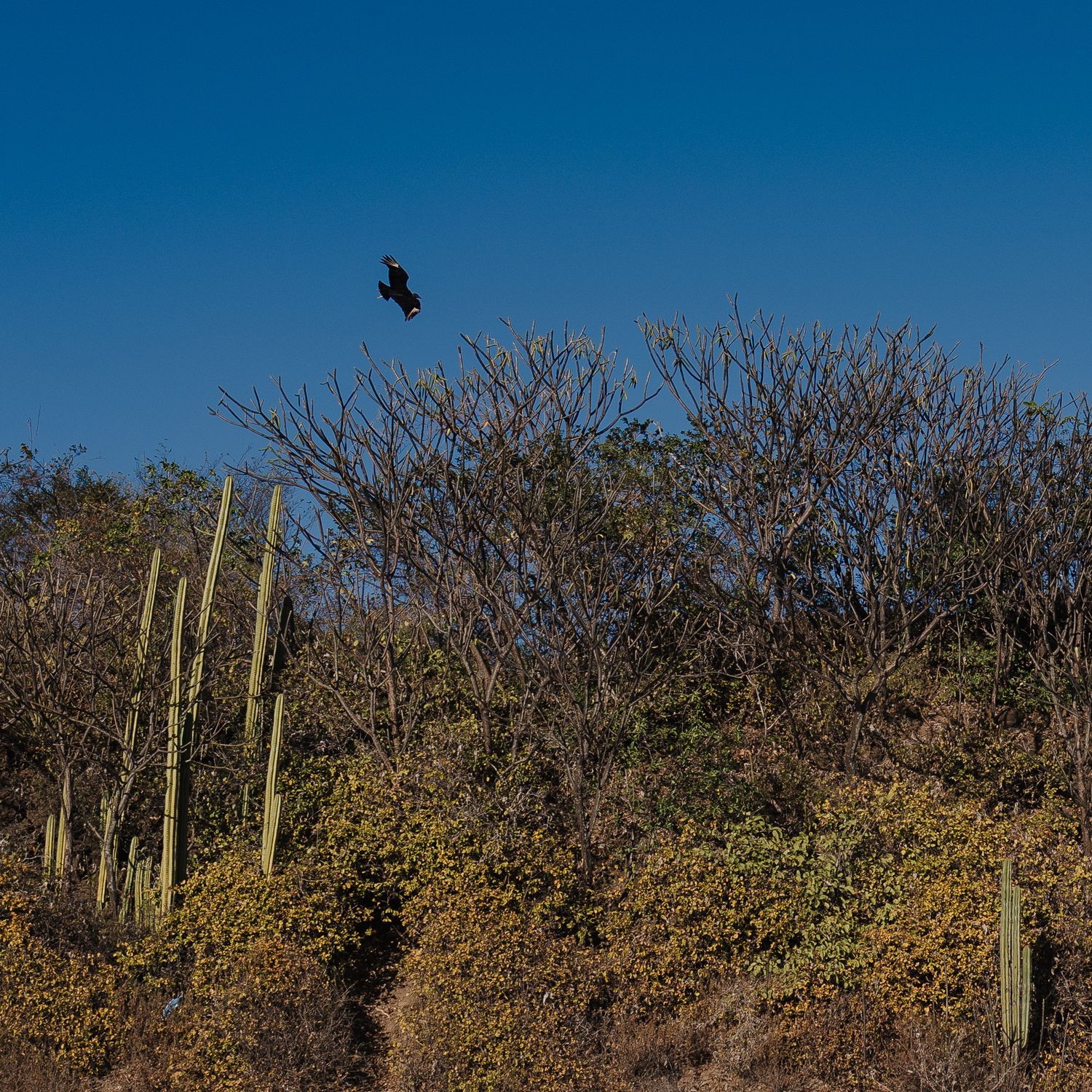 A black bird soars over desert landscape with saguaro cacti and dry shrubs against a clear blue sky.