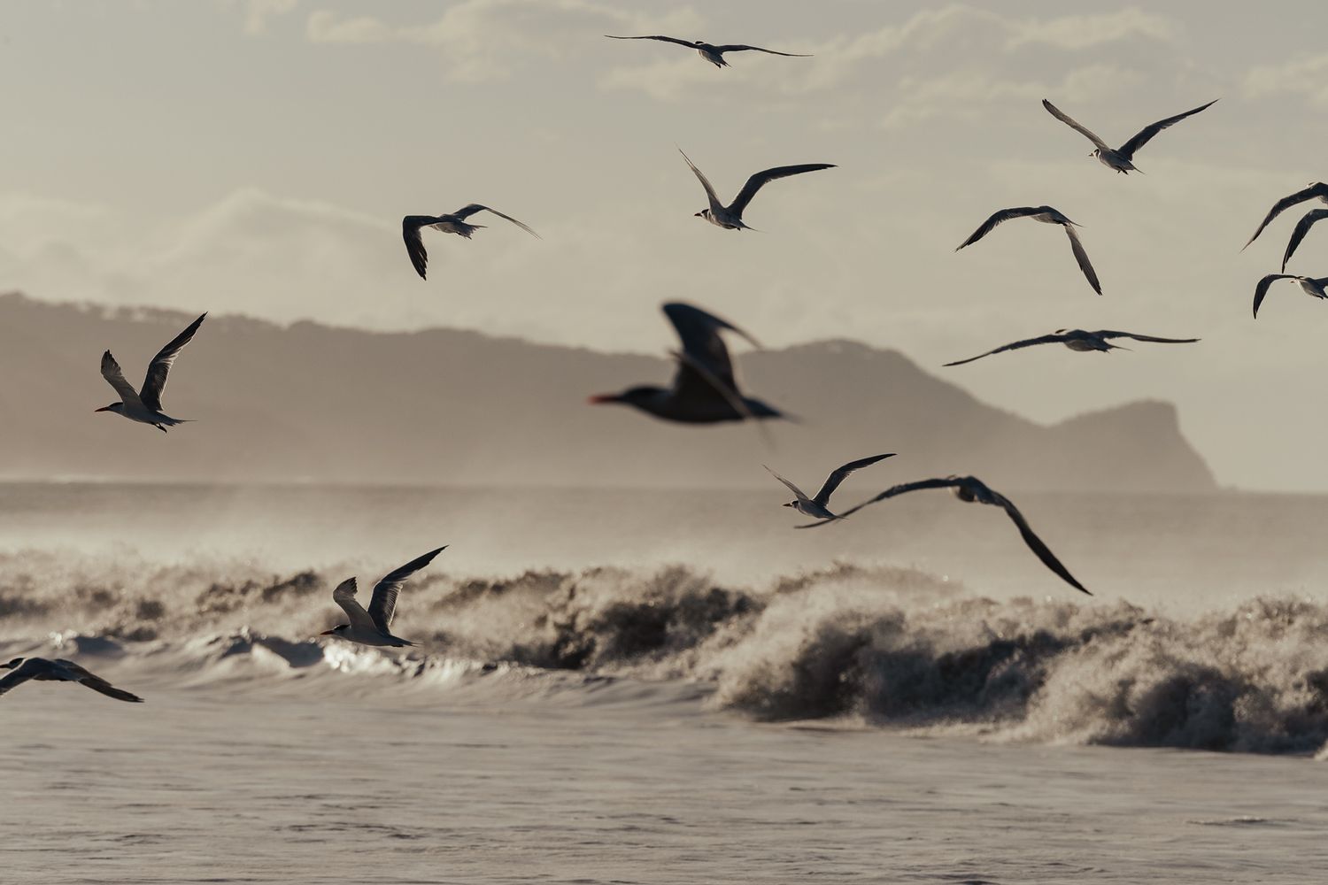 Flock of seagulls soaring over crashing ocean waves with misty mountain silhouette in background.