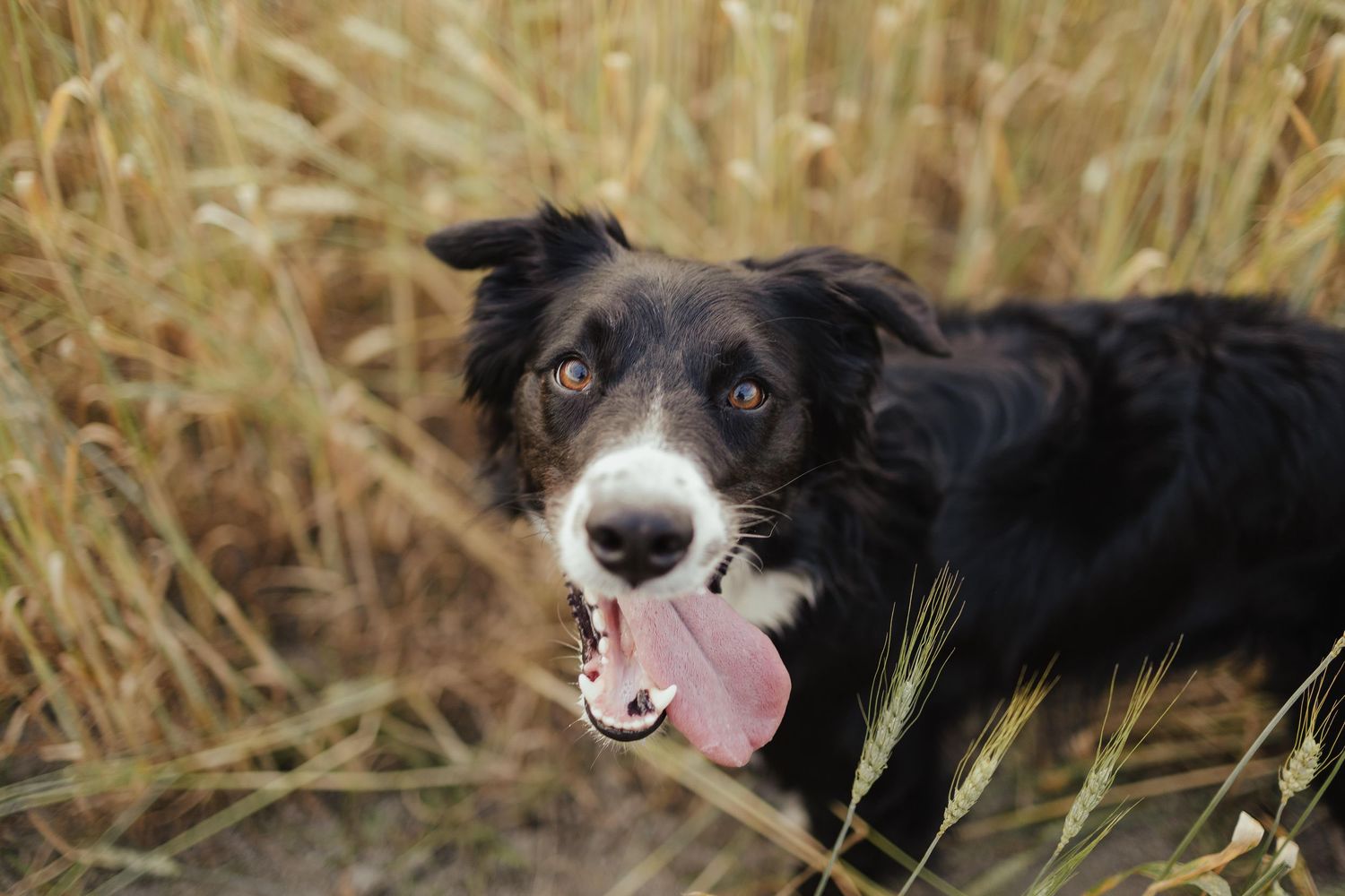 A happy black and white Border Collie dog with tongue out sitting in tall golden grass field.