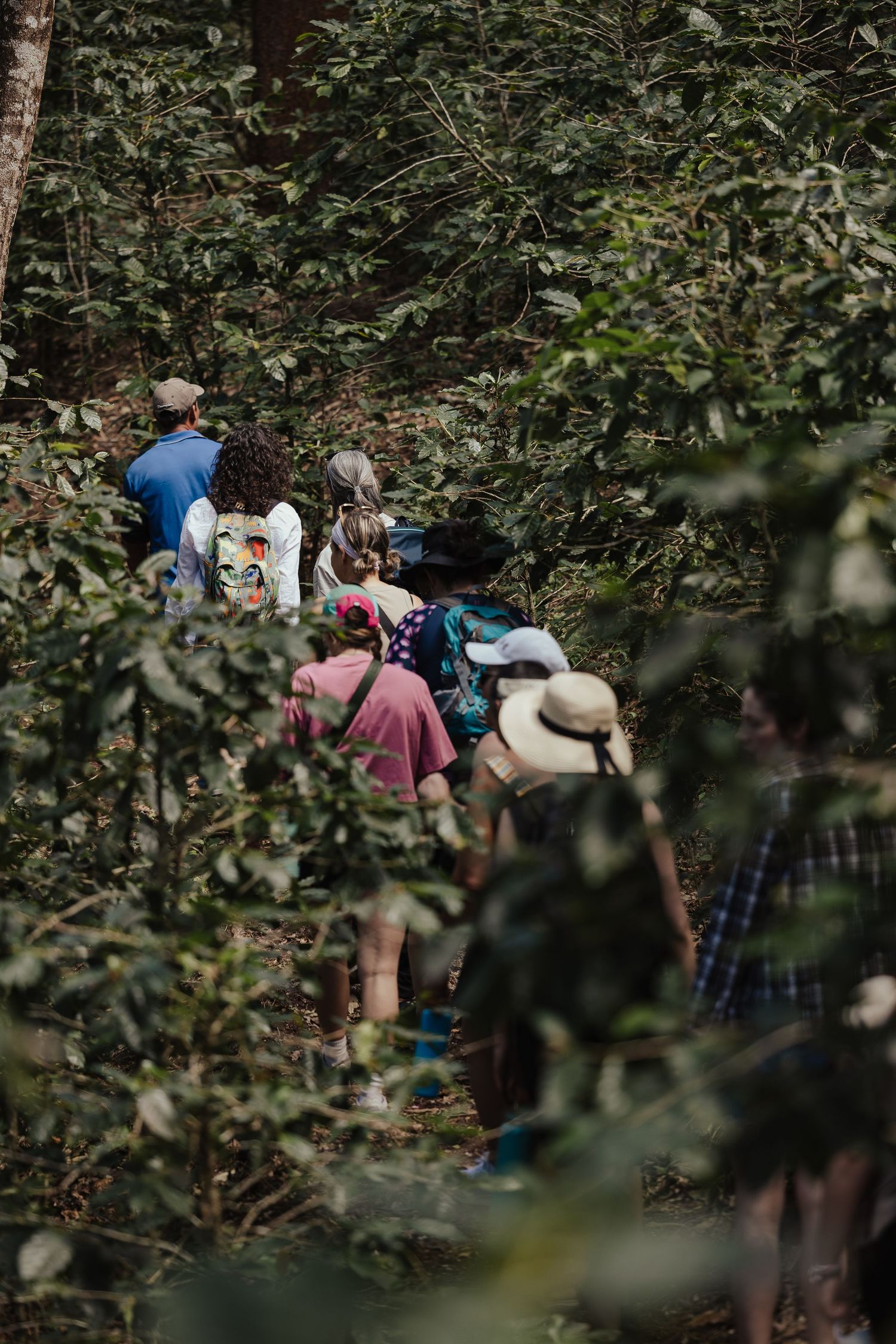 Group of hikers walking single file through a lush green forest trail, wearing backpacks and hats.