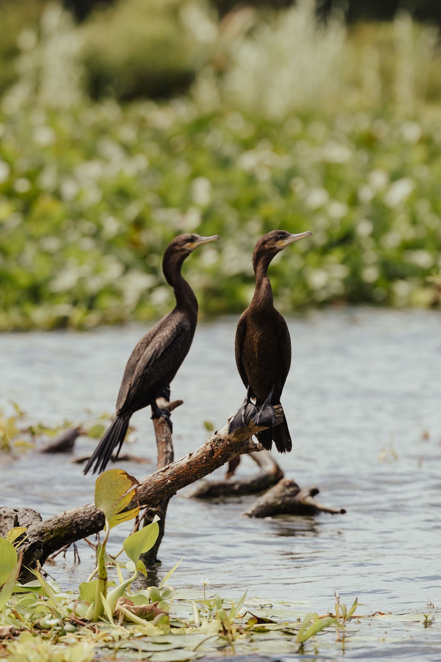 Two dark cormorants perched on weathered branches over a calm river, surrounded by lush green wetland vegetation.