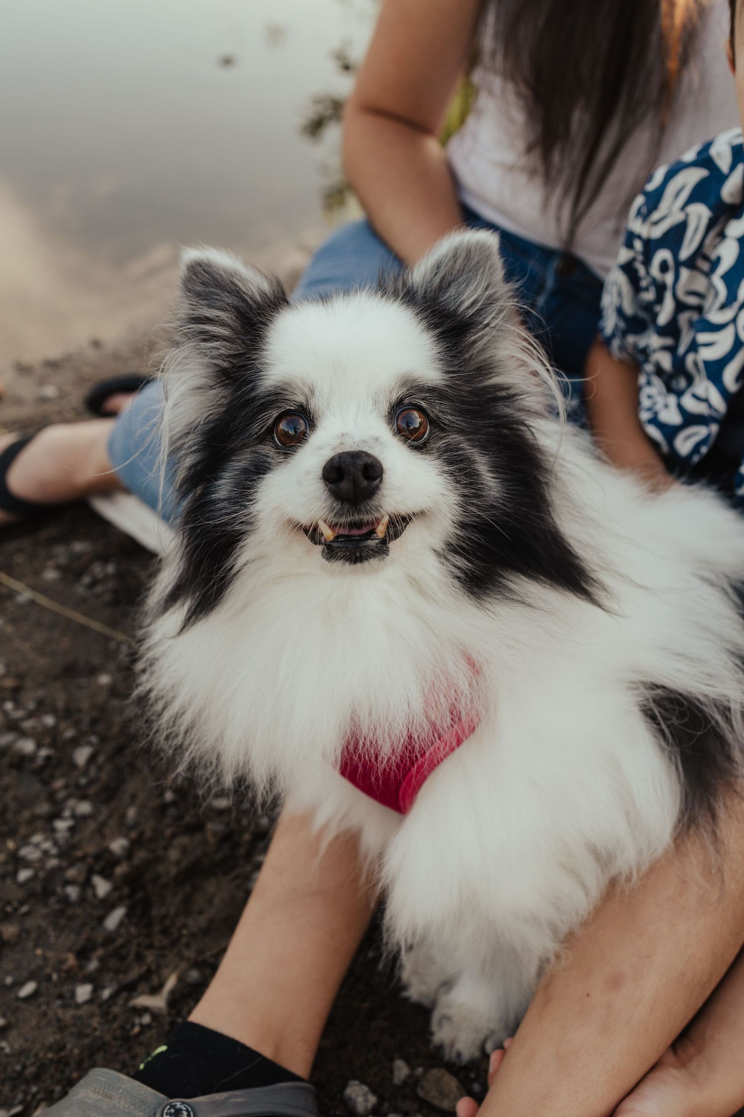 A fluffy black and white Pomeranian dog with a red collar smiles while resting on a person's lap outdoors.