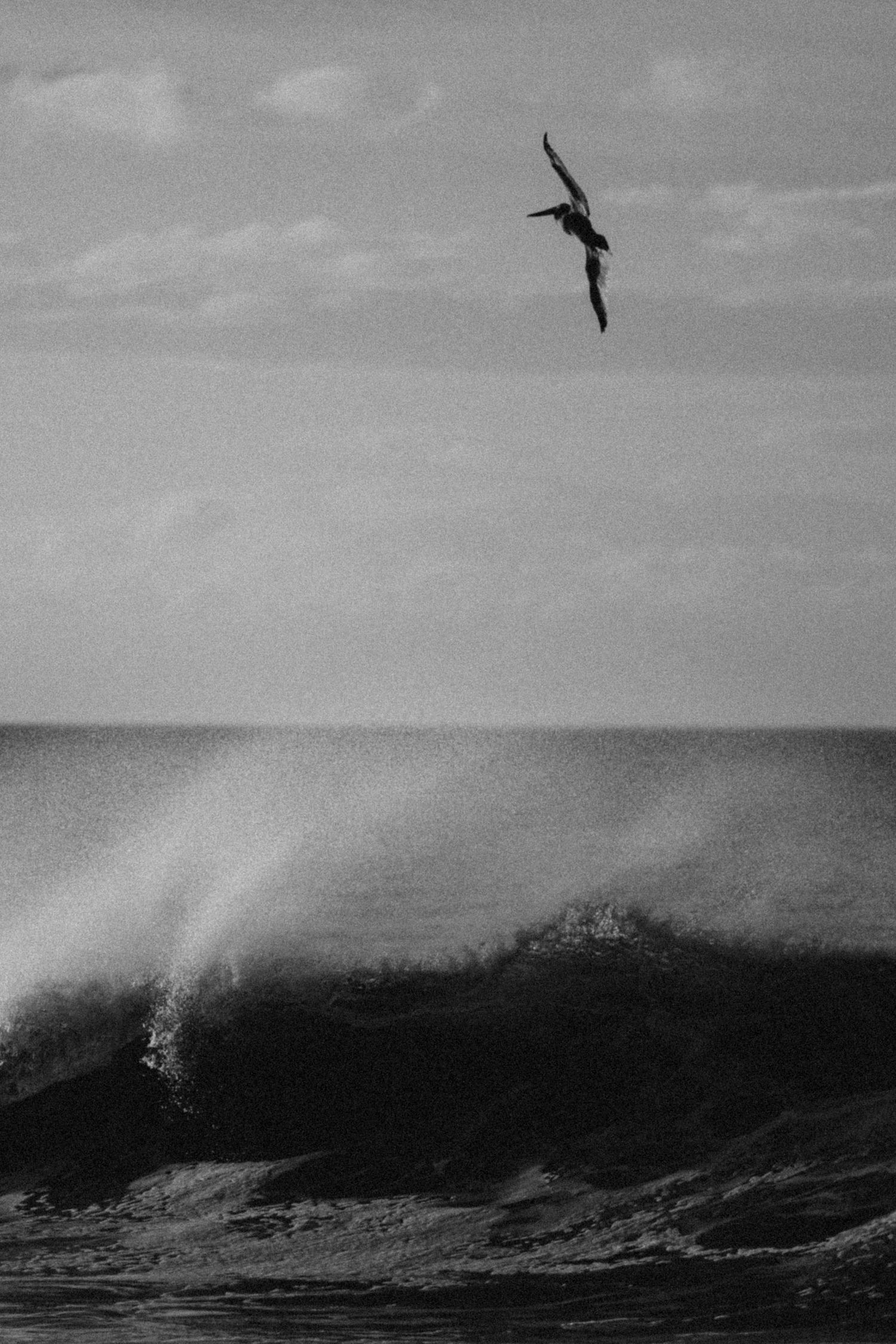 Black and white photo of a seagull soaring above a crashing ocean wave under a cloudy sky.