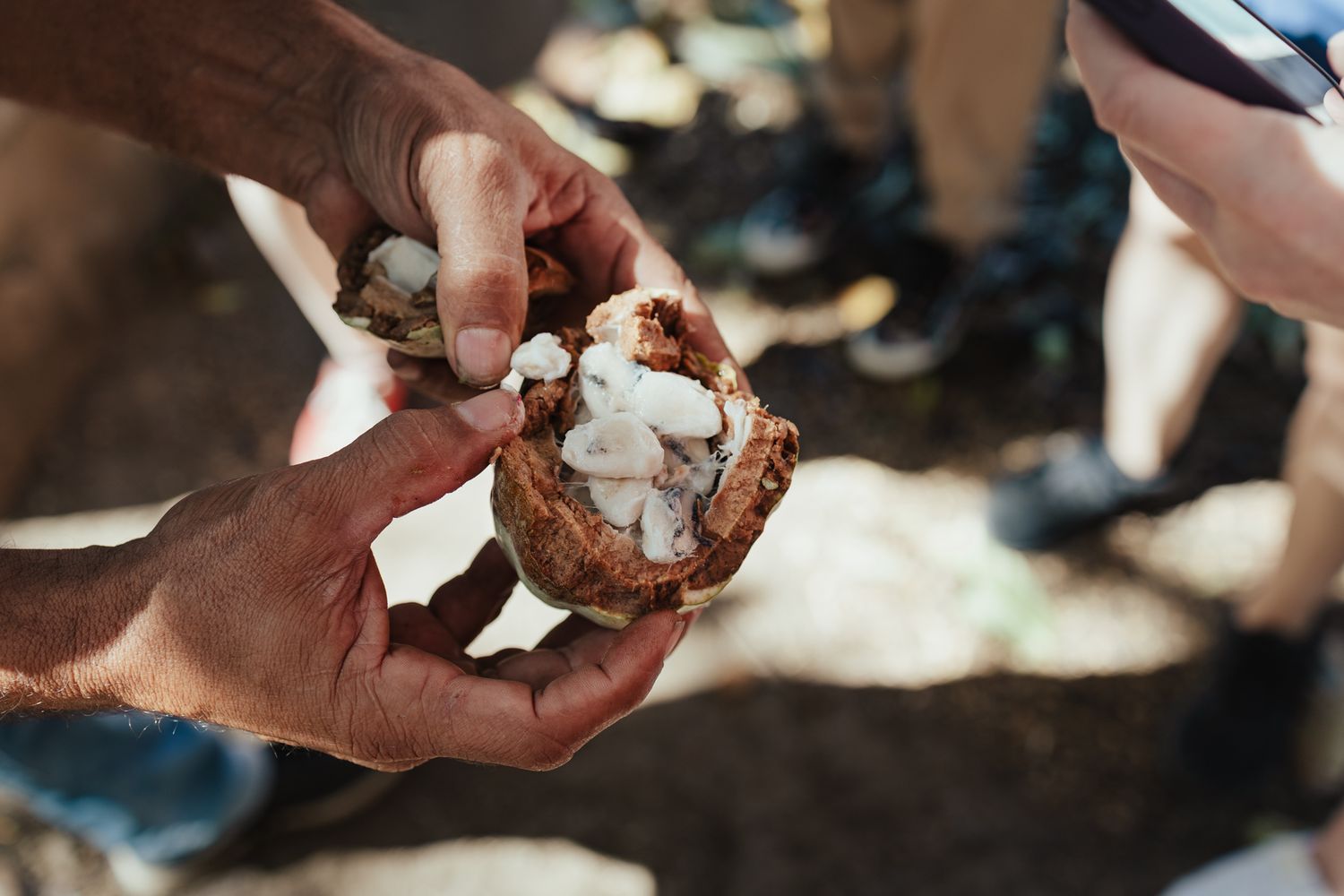 Hands holding an open cacao pod revealing white cocoa beans in natural outdoor setting.