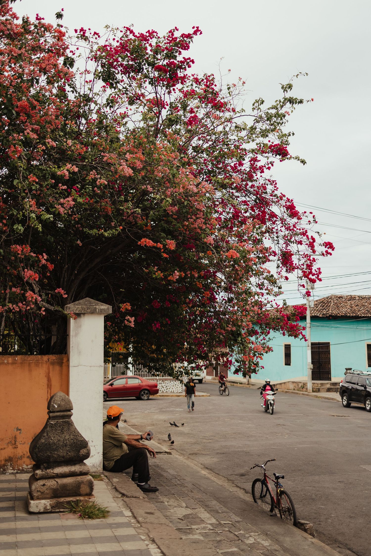 Person sitting under a vibrant bougainvillea tree on a colorful Latin American street with cyclists and pastel buildings.