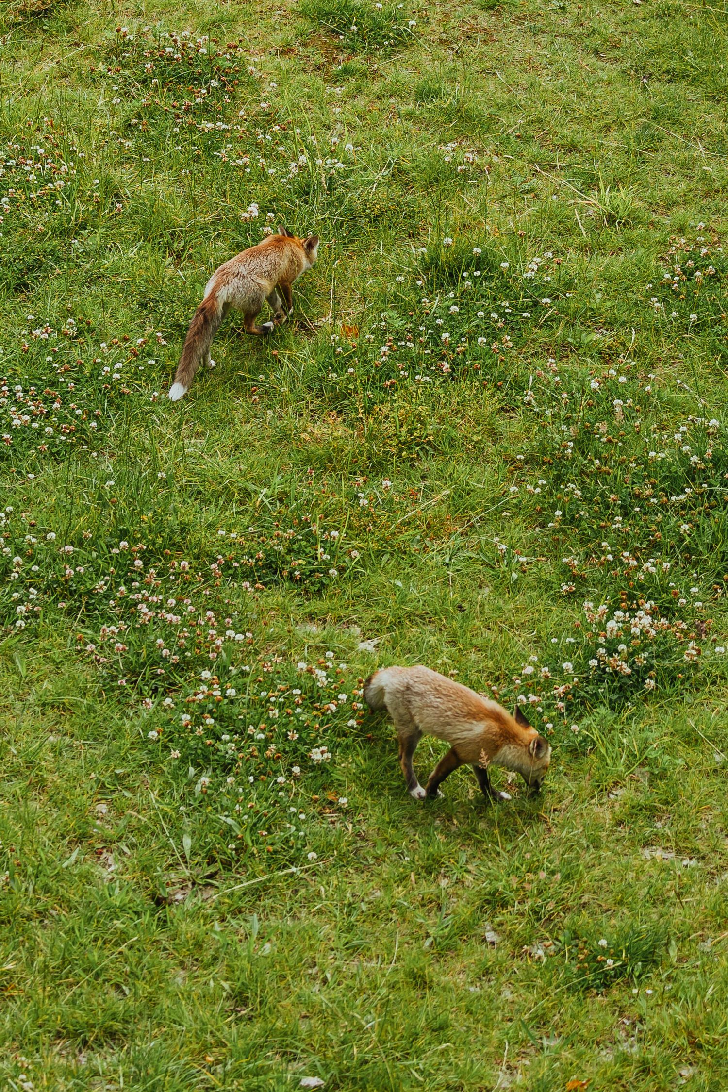 Two red foxes foraging through lush green grass and white wildflowers in a meadow.