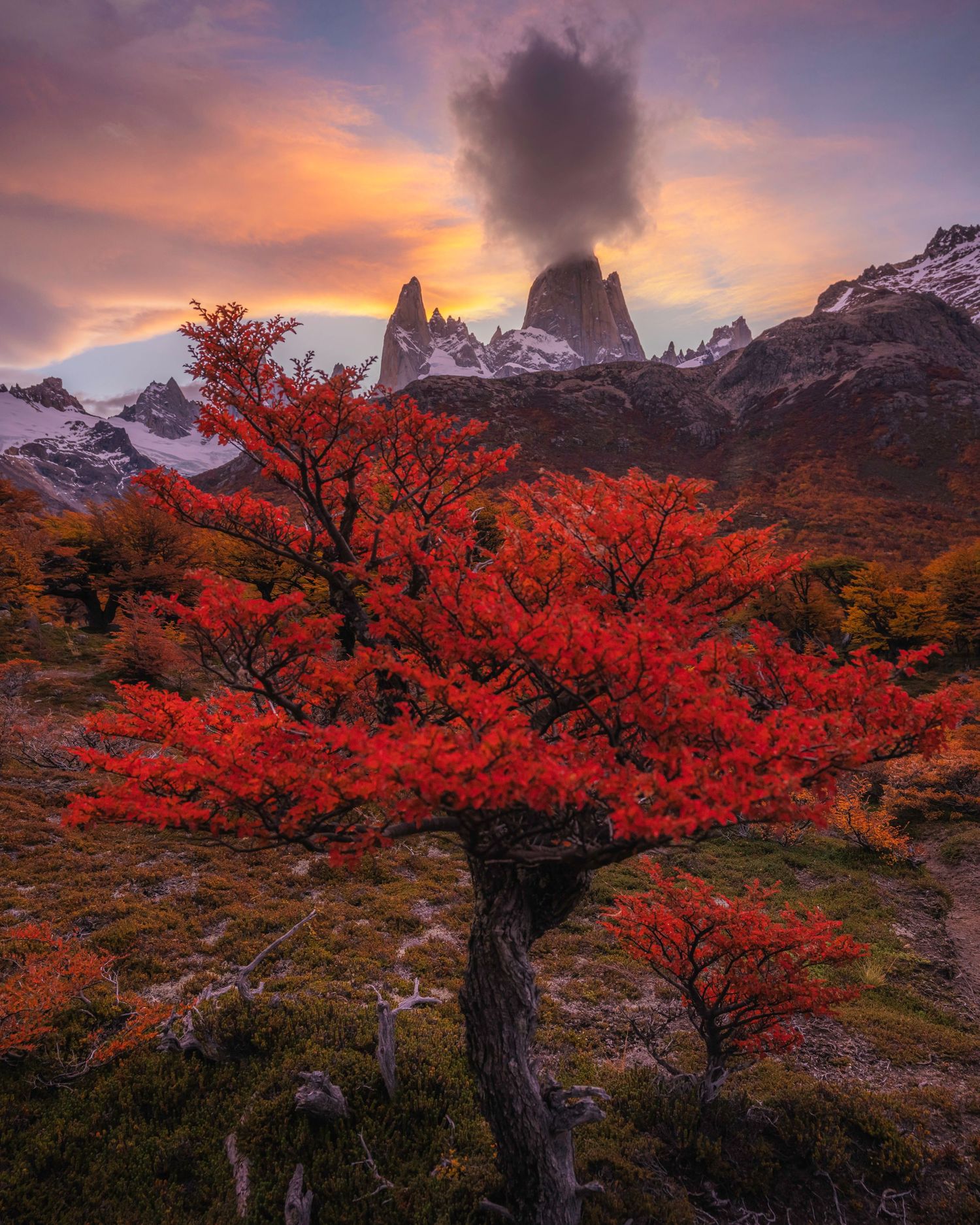 Vibrant red autumn tree foregrounds snow-capped Mount Fitz Roy peaks under dramatic sunset sky in Patagonia.