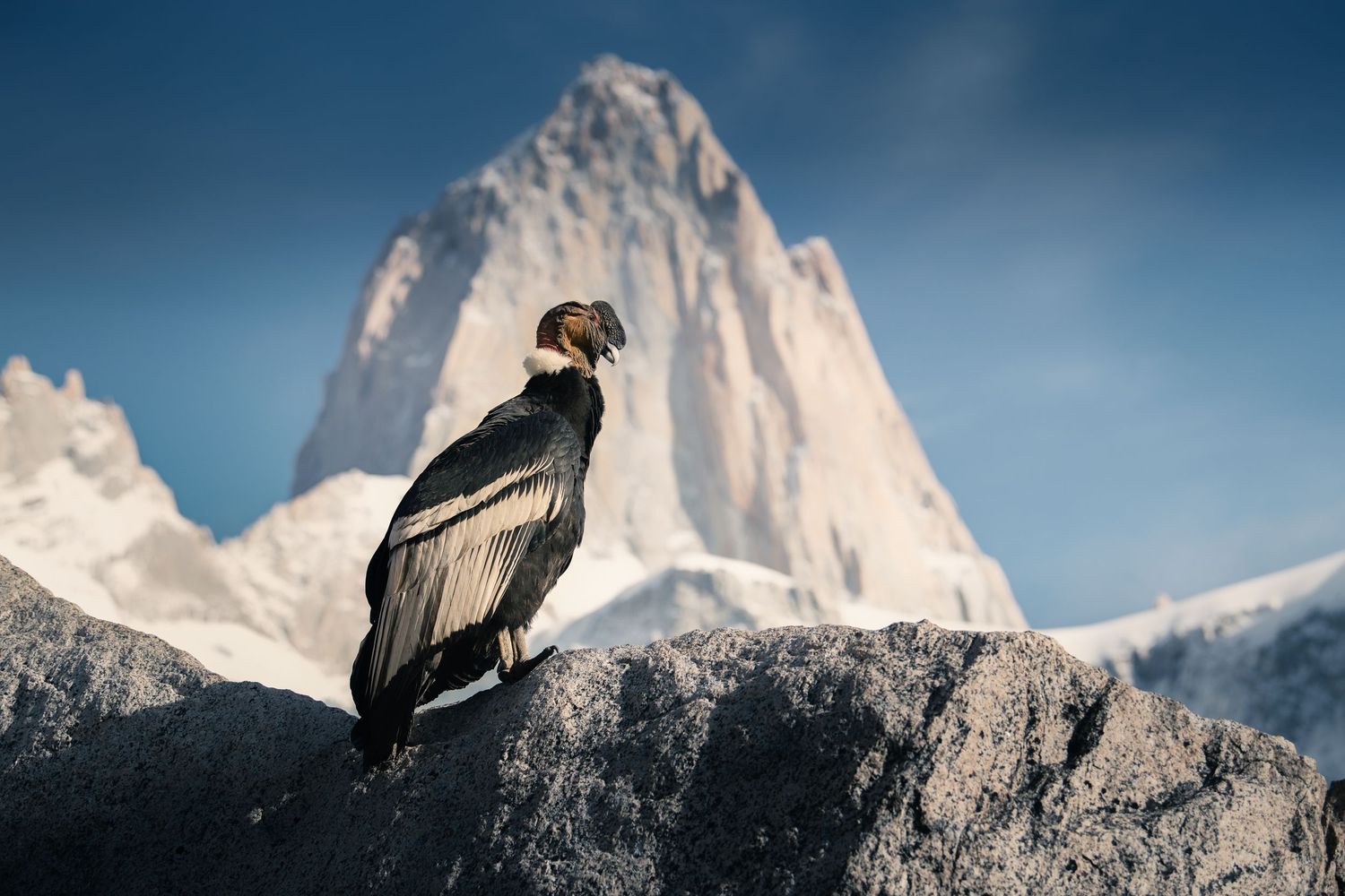 Andean condor perched on rocky mountain with snow-capped peak in background under blue sky.