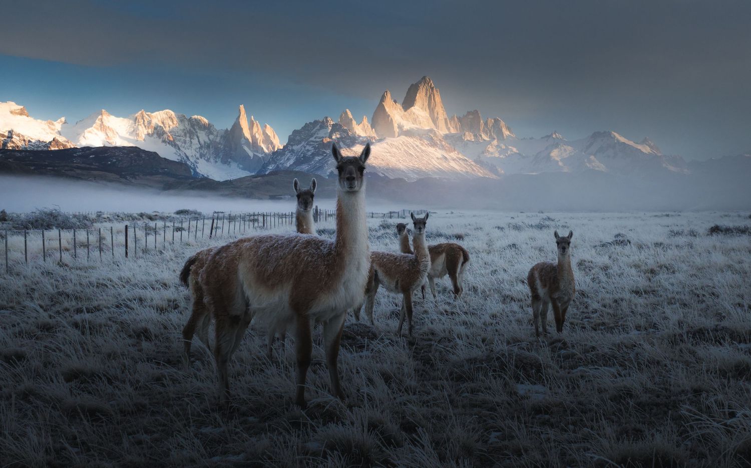 Guanacos stand on frost-covered grasslands with snow-capped Patagonian peaks rising through misty clouds at dusk.