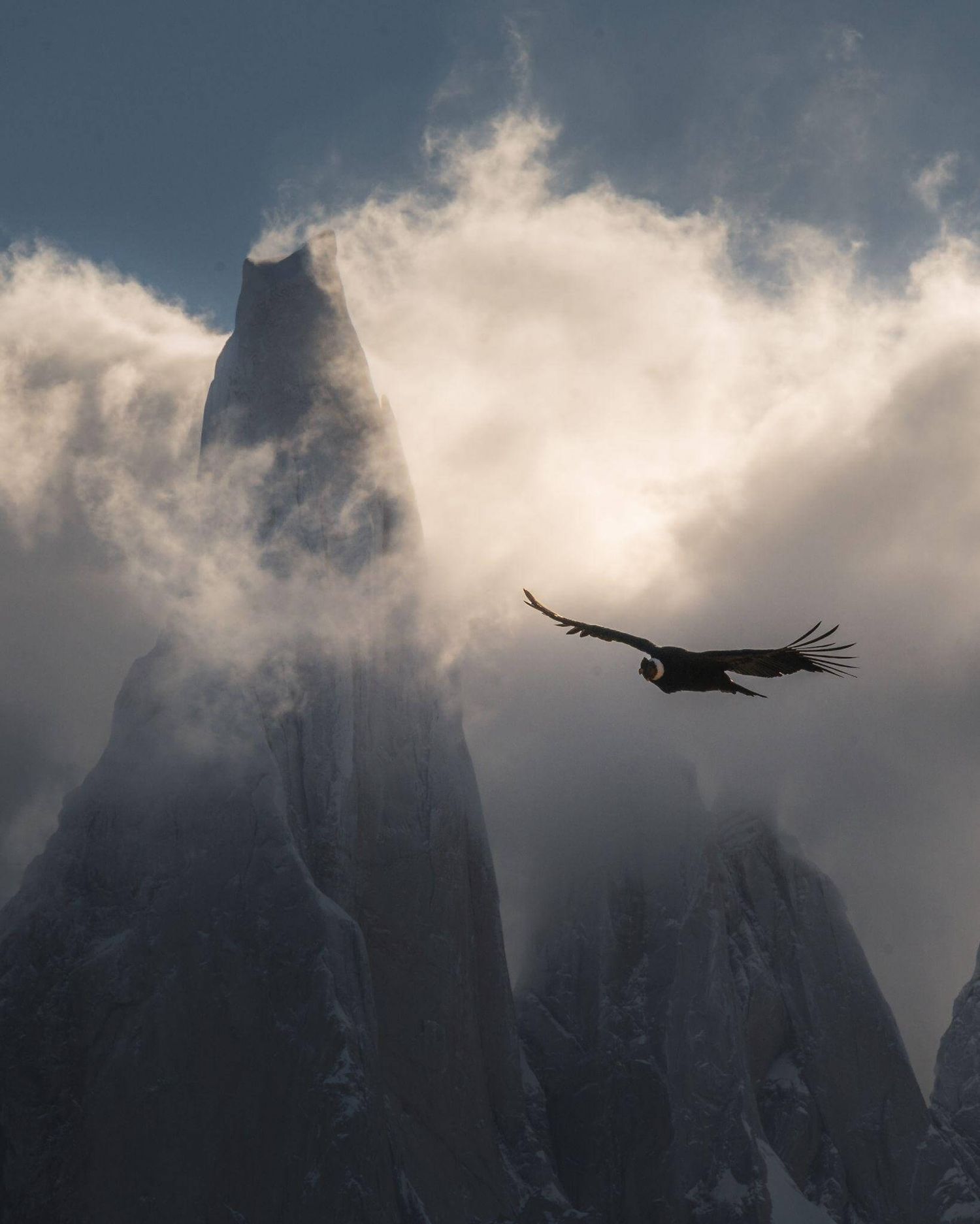 Silhouette of a condor soaring in front of a dramatic misty mountain spire in Patagonia.