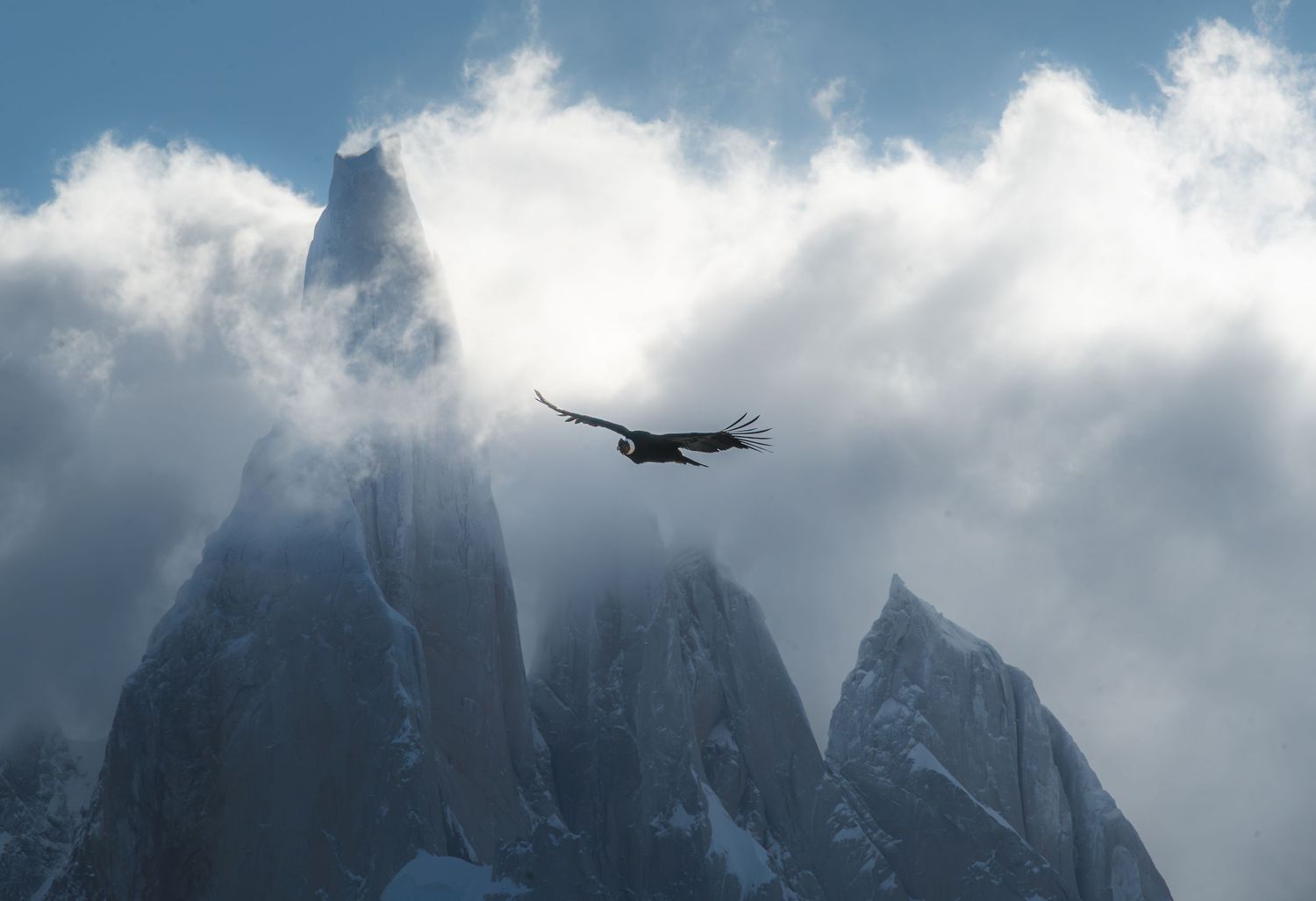 A condor soars majestically over snow-capped mountain peaks shrouded in dramatic clouds in Patagonia.