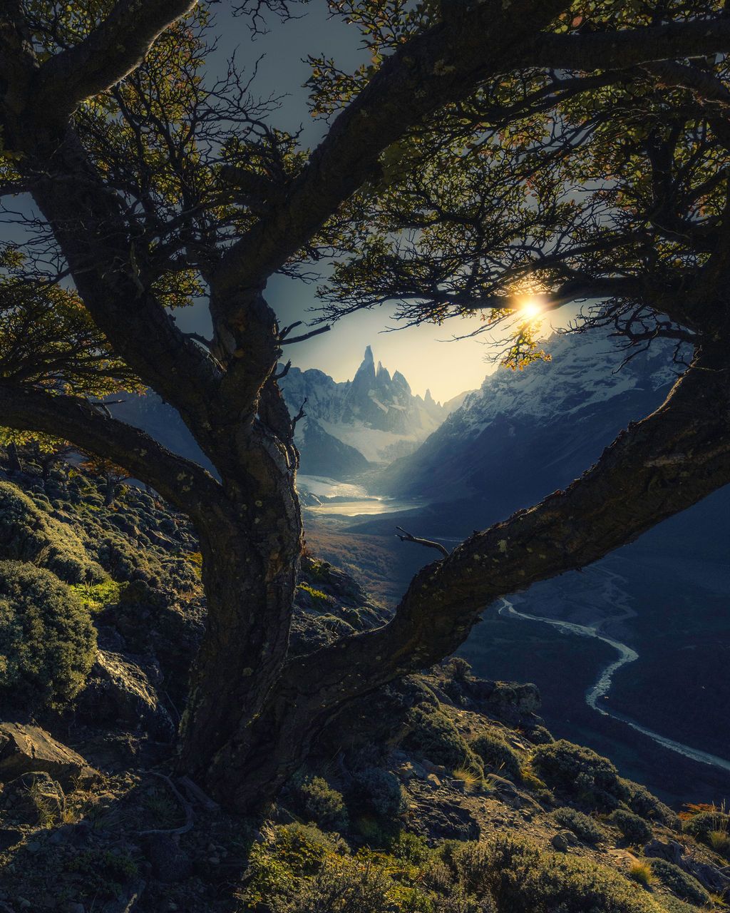 Gnarled tree frames a sunlit glacial valley with Cerro Torre peak and winding river below.
