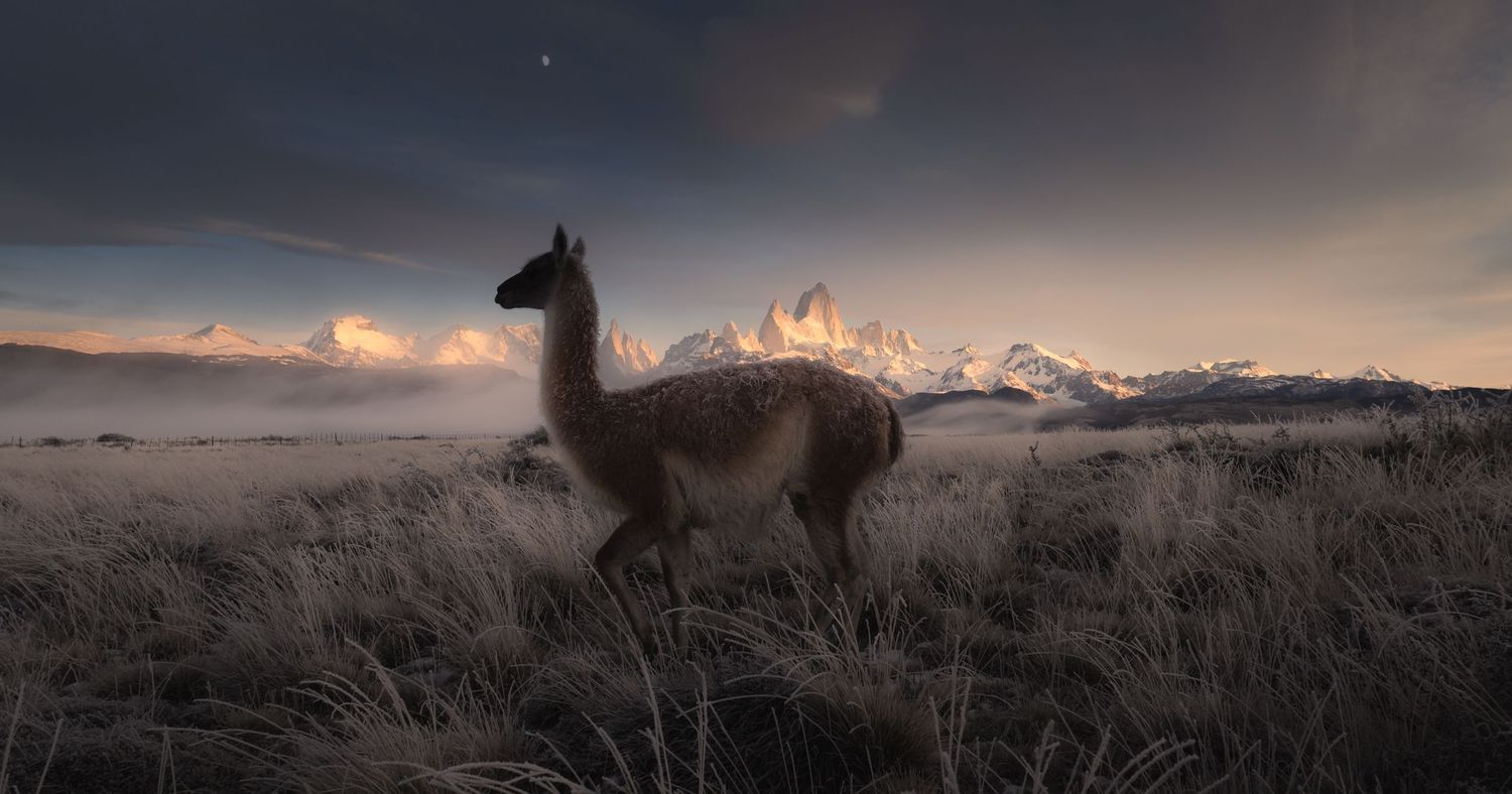 A guanaco stands in frost-covered grasslands at dusk with snow-capped Patagonian peaks and dramatic clouds behind it.