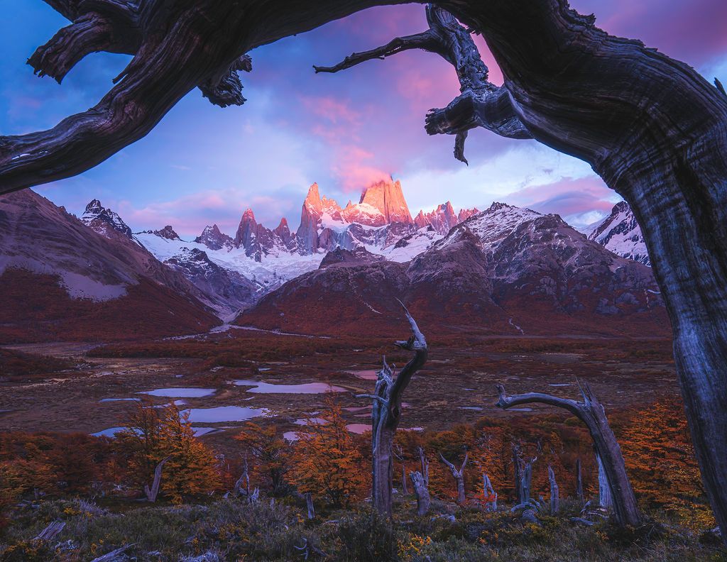 Dead tree frames Mount Fitz Roy at purple twilight in Patagonia Argentina.