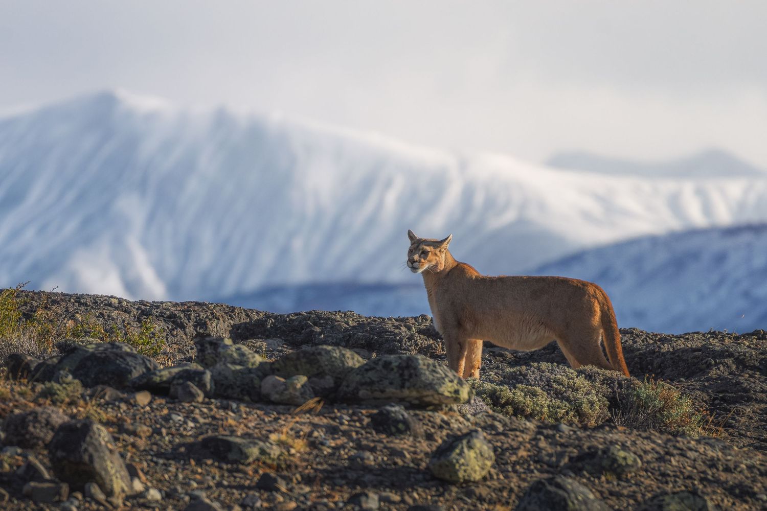 A wild puma stands on rocky terrain with snow-capped mountains in the background under a cloudy sky.