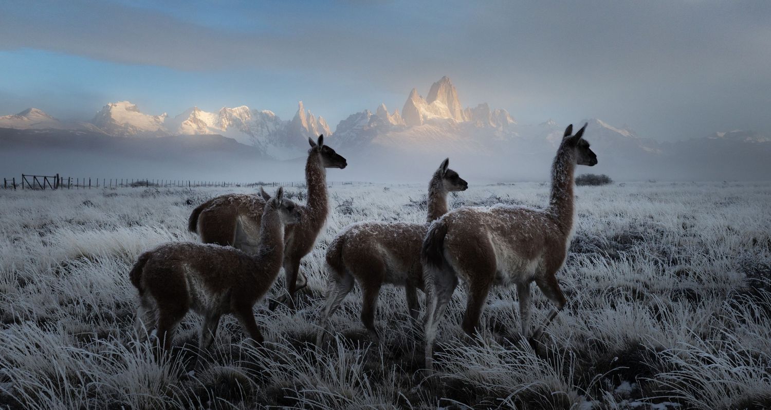 Four guanacos stand on frost-covered grassland with snow-capped Patagonian peaks rising through misty clouds behind them.