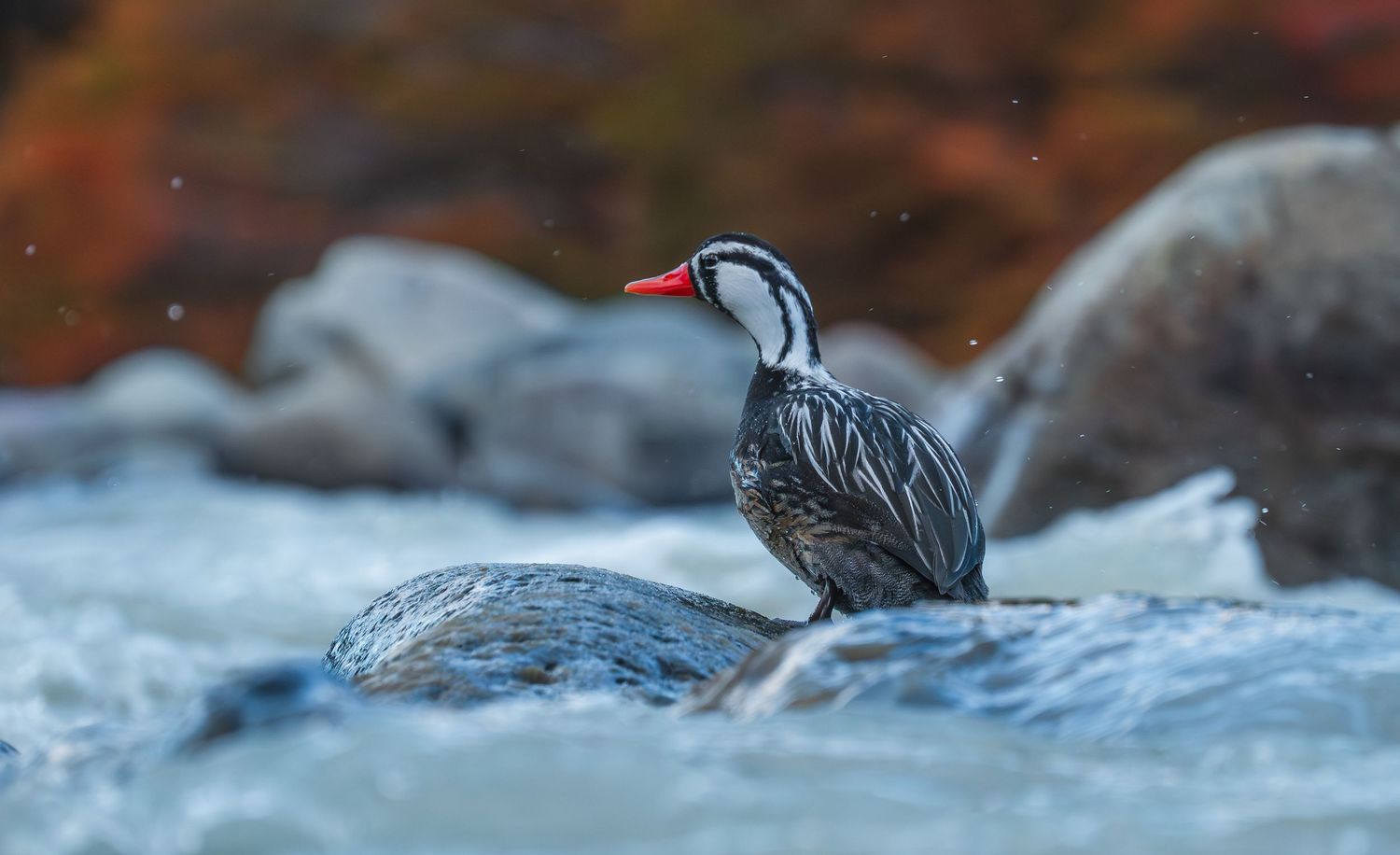 A torrent duck perches on a wet rock amid rushing river rapids, with colorful autumn foliage in the background.
