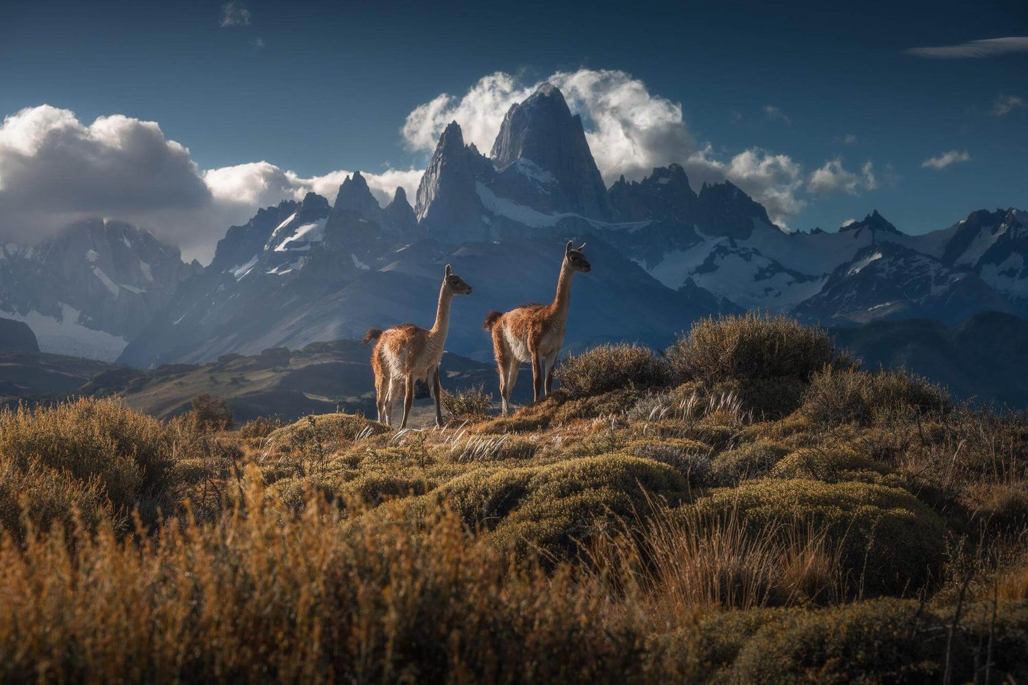Two guanacos stand on grassy hill with dramatic snow-capped Fitz Roy mountain range under cloudy sky in Patagonia.