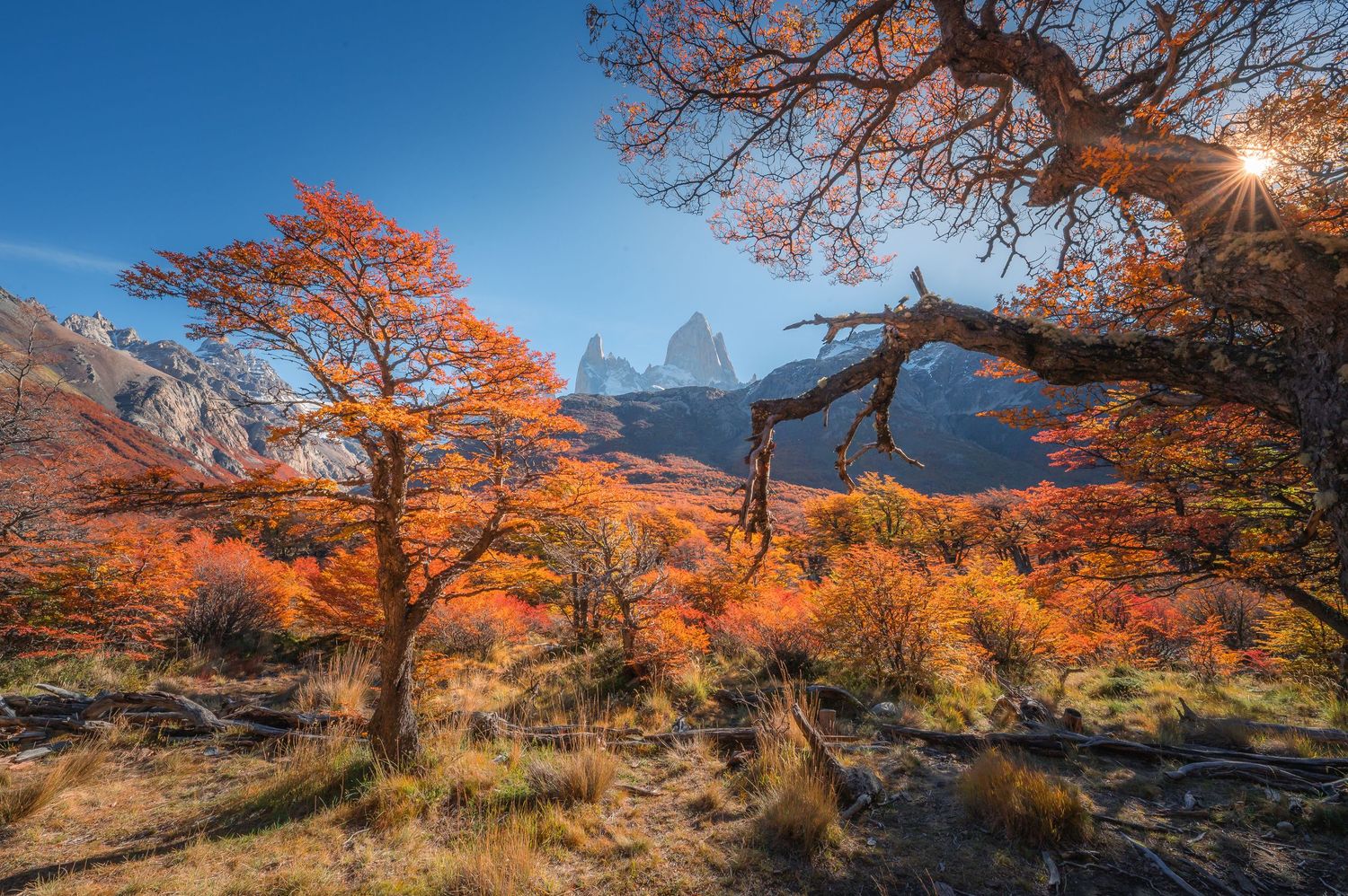 Autumn forest with vibrant orange trees framing Mount Fitz Roy under a clear blue sky in Patagonia.