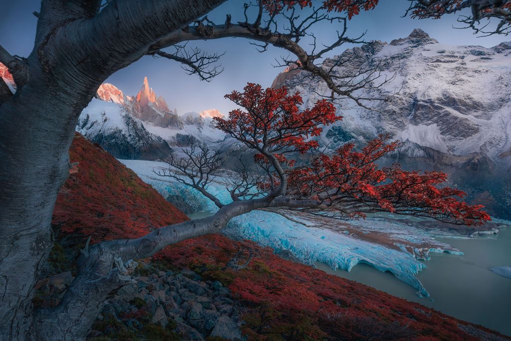 Red autumn tree frames a glacier and glowing alpenglow on Fitz Roy at twilight.